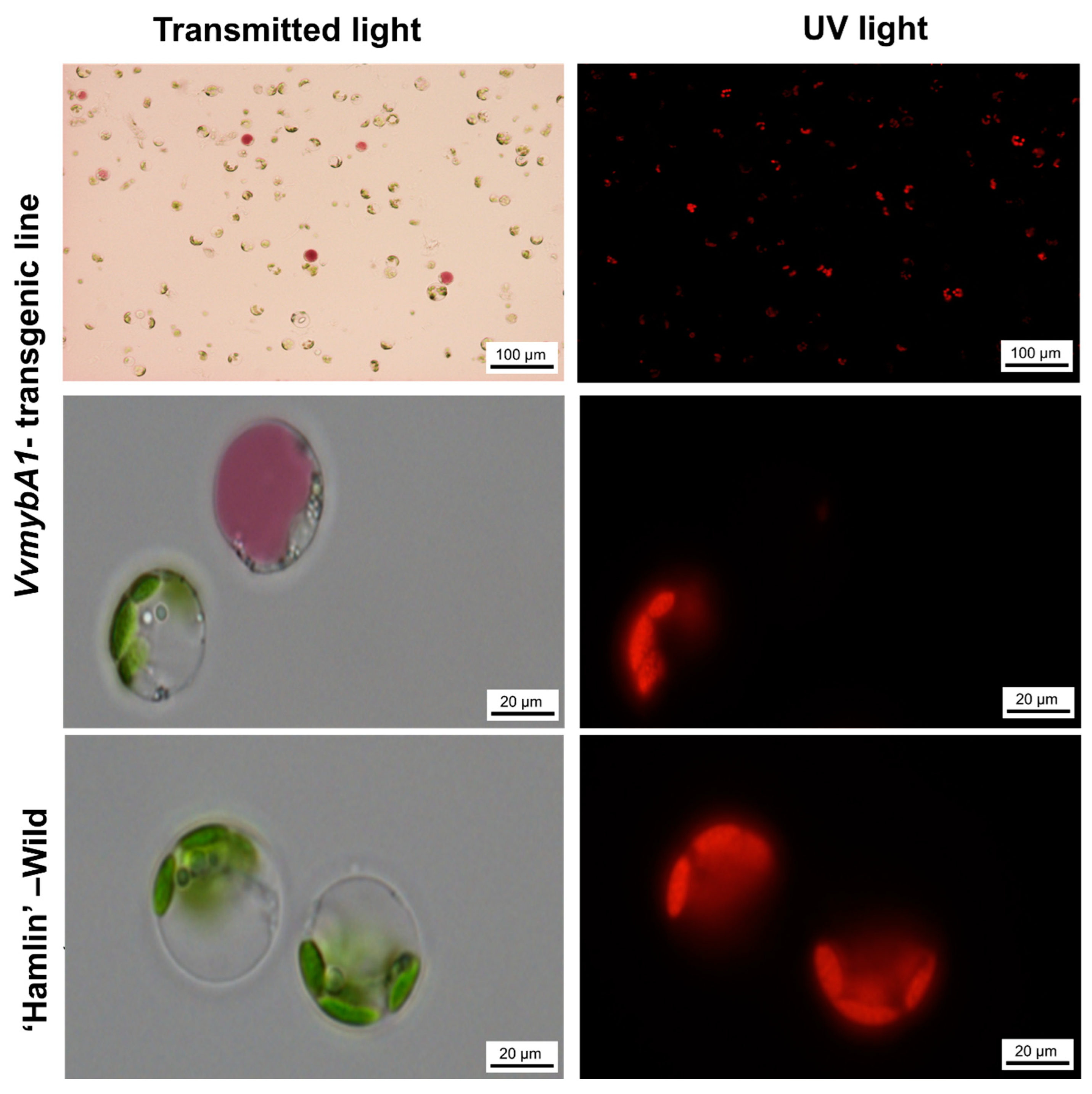 Plants 12 03965 g003 Plants 12 03965 g003