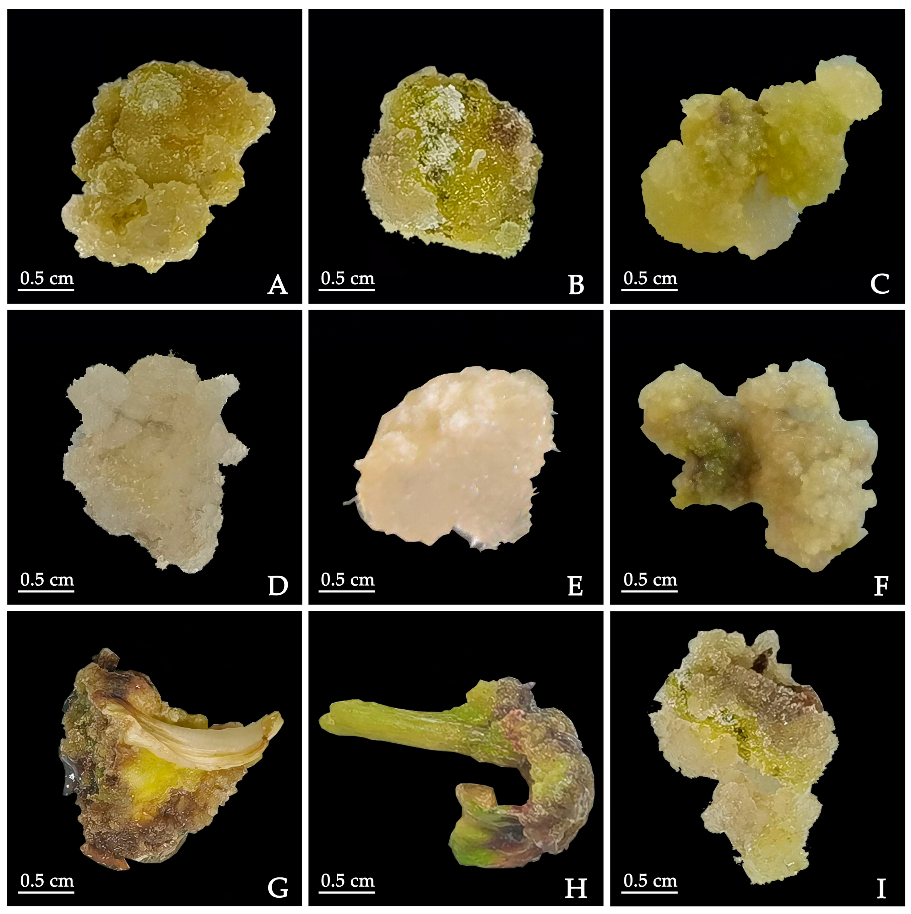 Plants 12 03968 g001