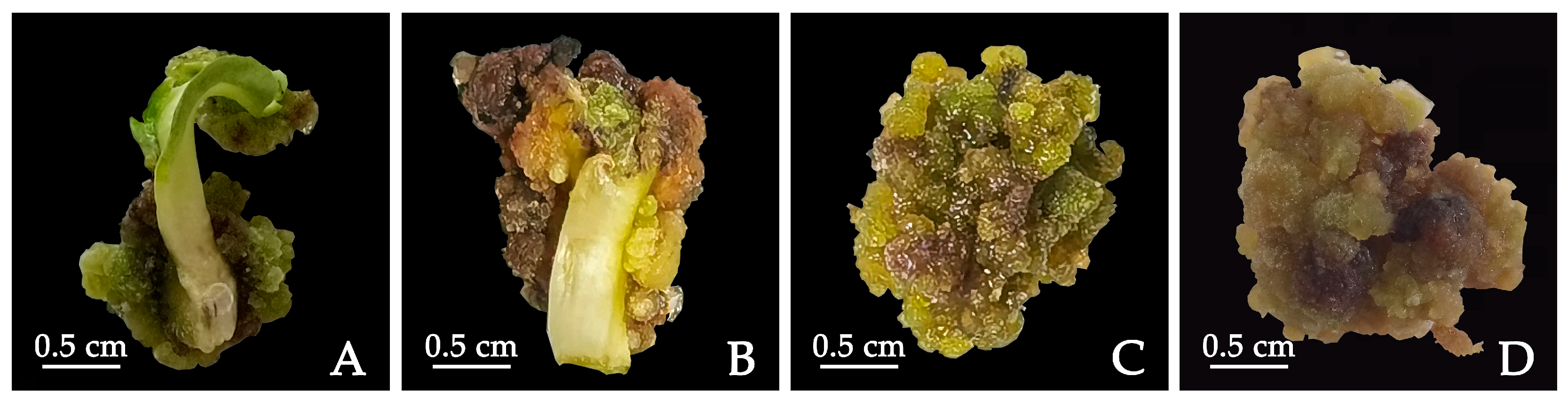 Plants 12 03968 g002