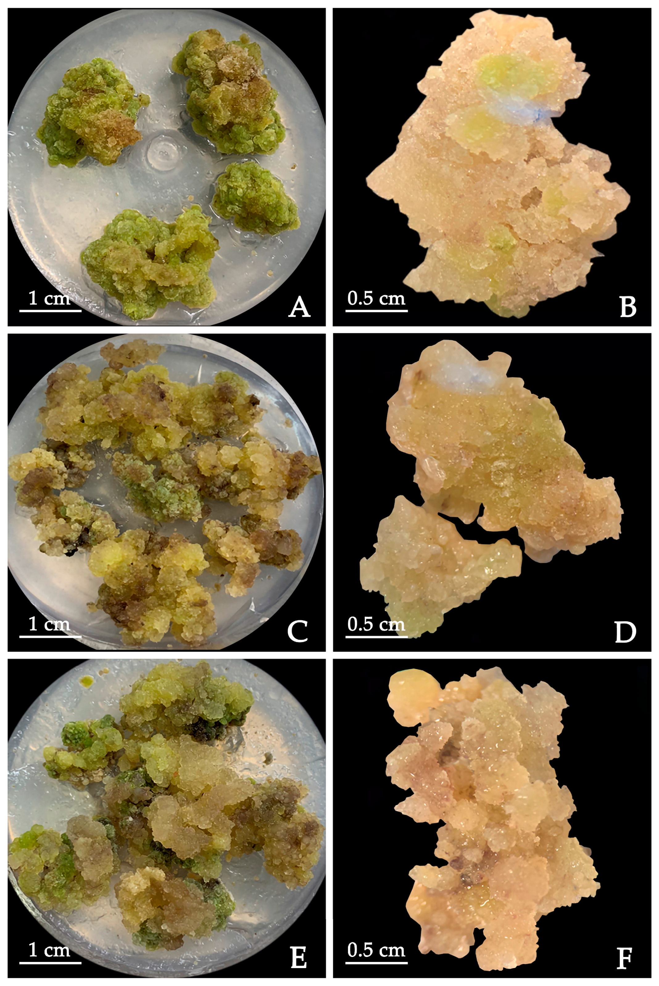 Plants 12 03968 g003