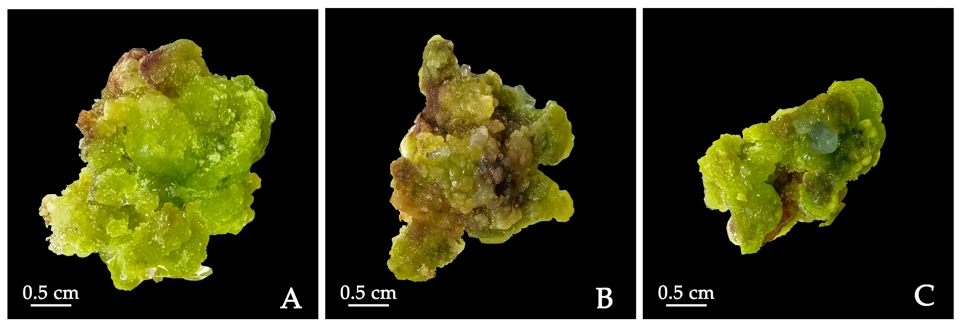 Plants 12 03968 g004