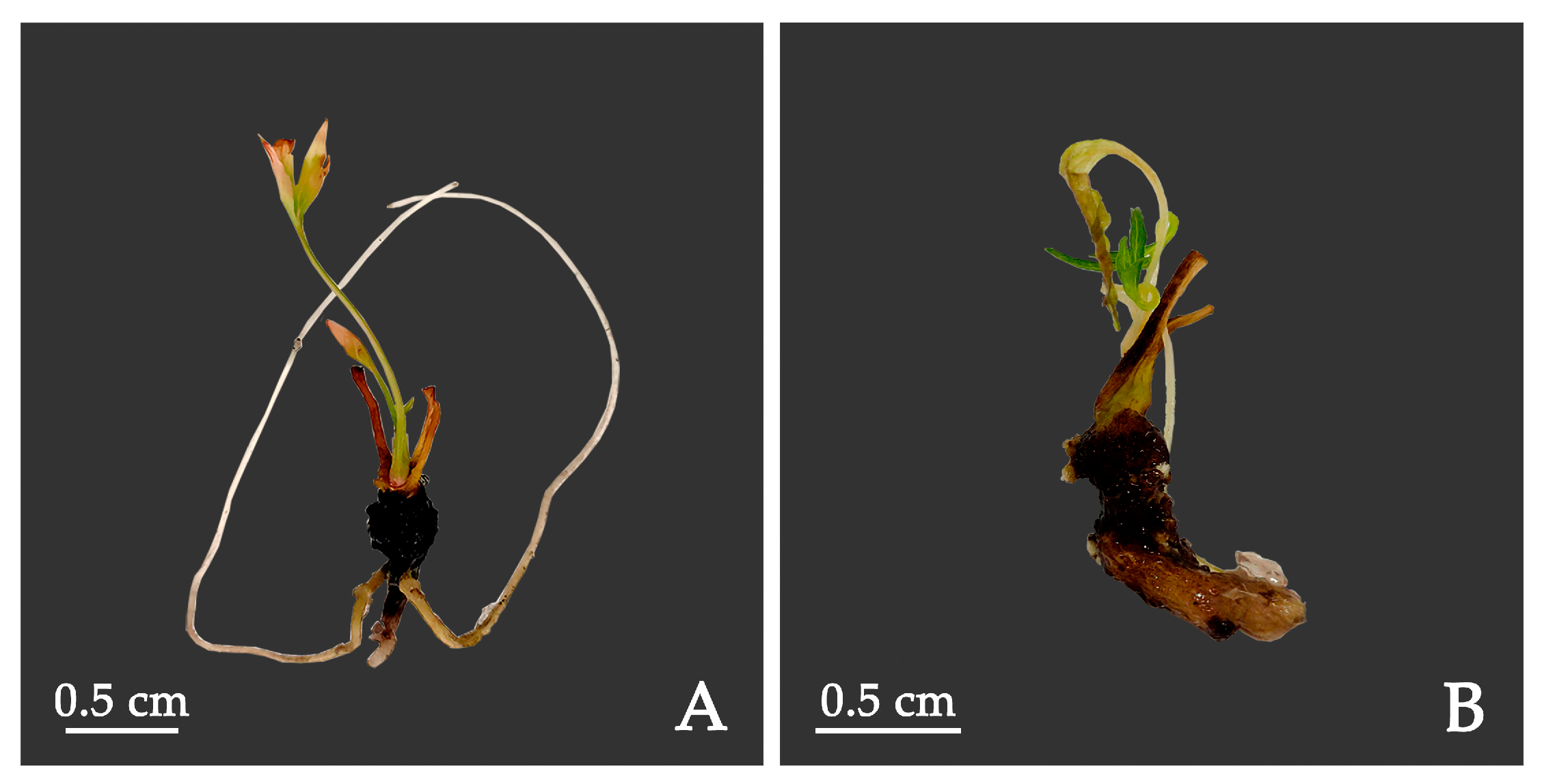 Plants 12 03968 g006