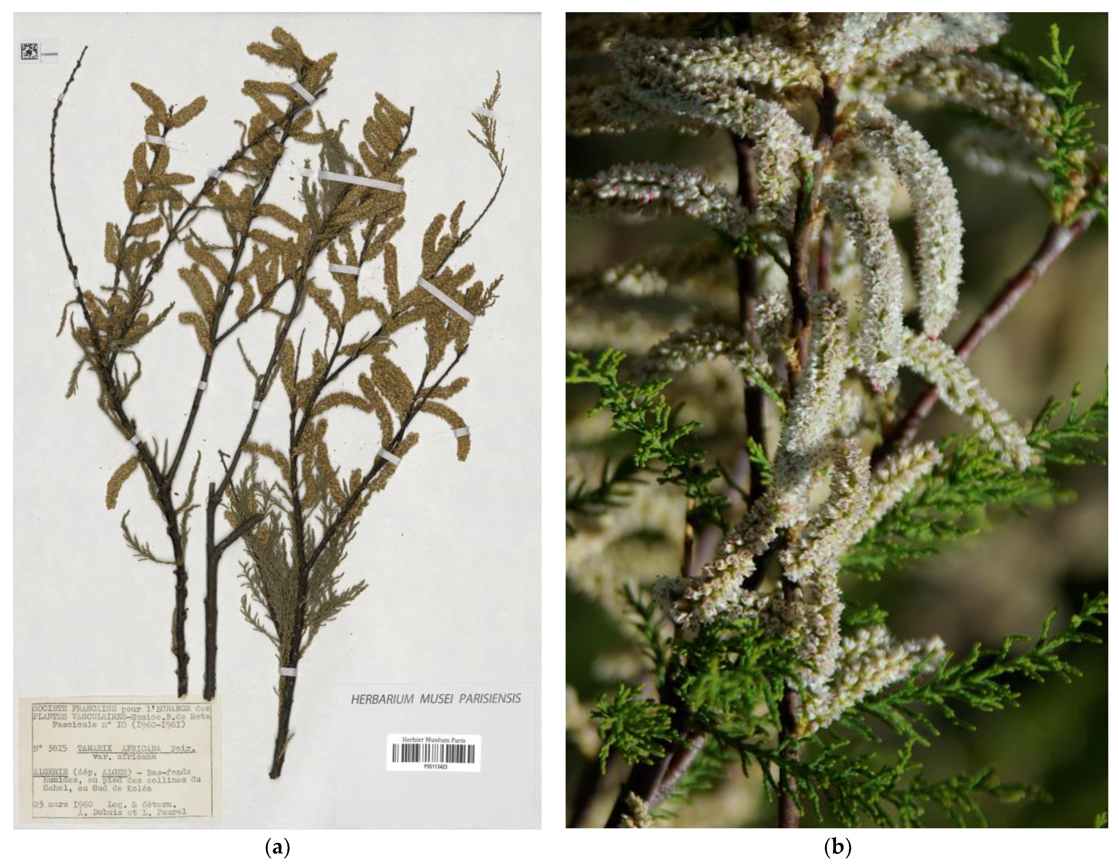 Plants 12 03969 g001 Plants 12 03969 g001