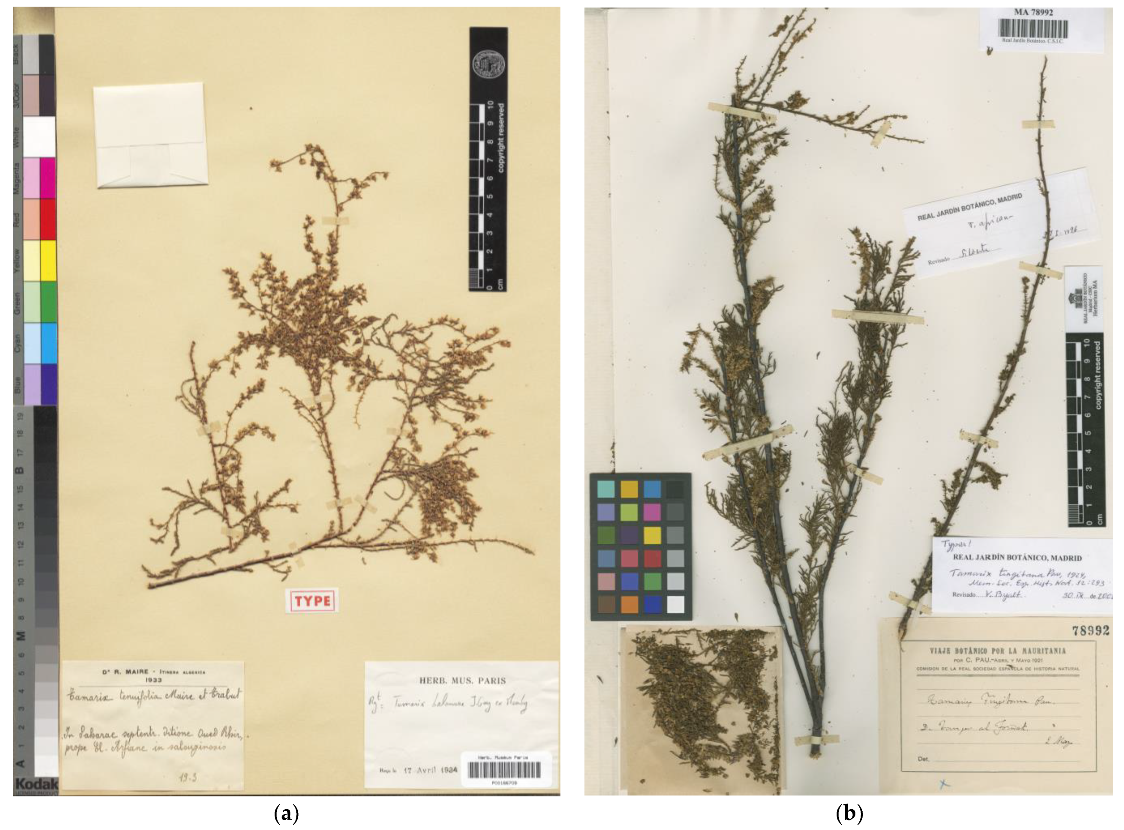 Plants 12 03969 g004 Plants 12 03969 g004