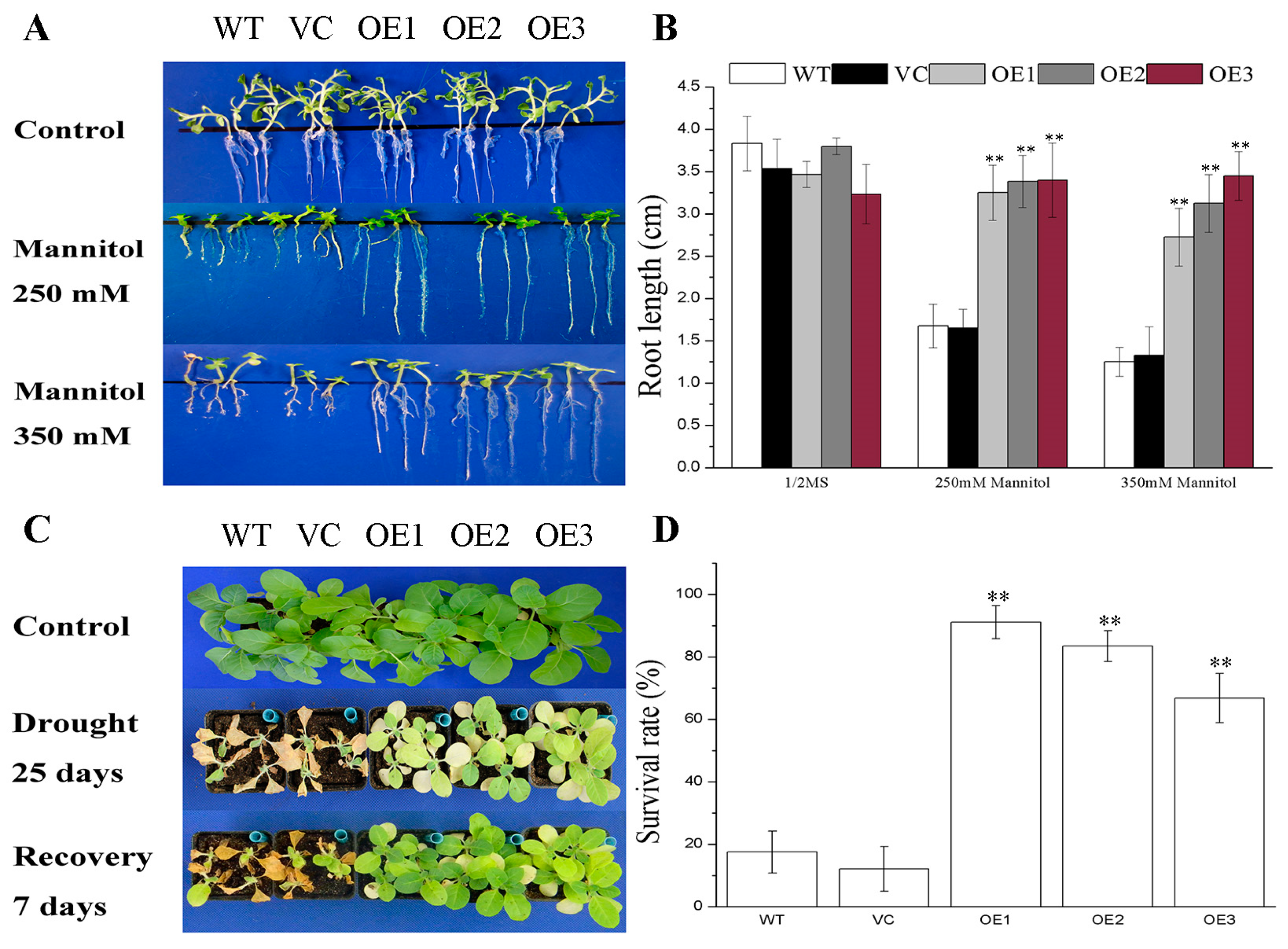 Plants 12 03975 g002 Plants 12 03975 g002