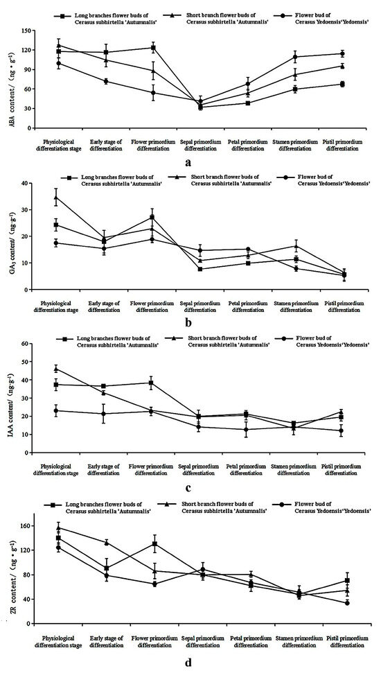 The Exploration of Flowering Mechanisms in Cherry Plants