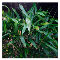 Plants 12 03993 i001