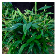 Plants 12 03993 i002