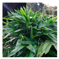 Plants 12 03993 i003