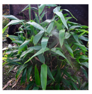 Plants 12 03993 i005