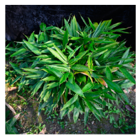 Plants 12 03993 i007