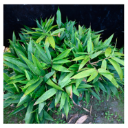 Plants 12 03993 i008