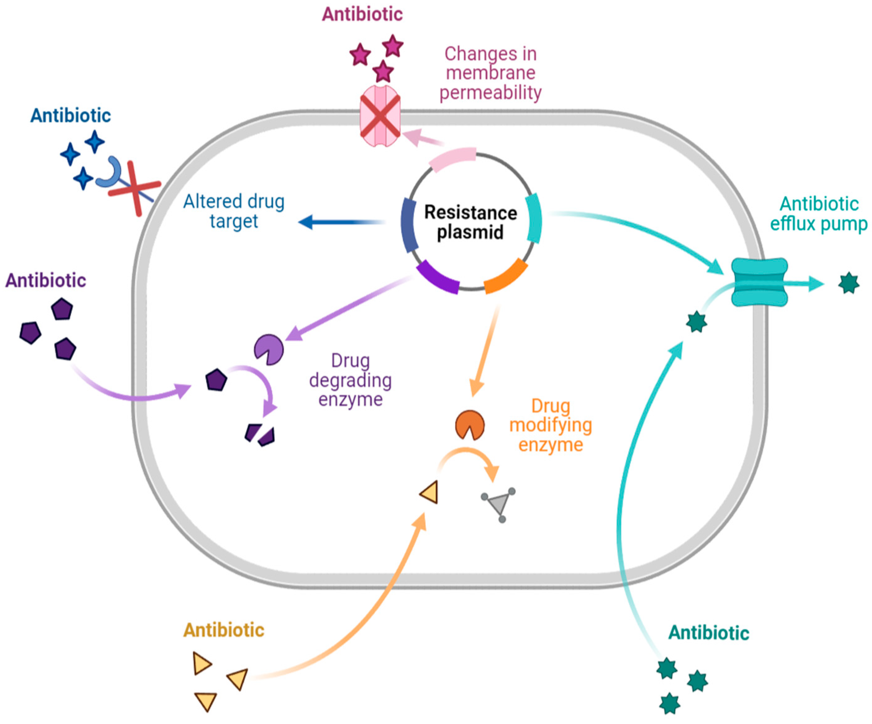 Plants 12 03997 g001