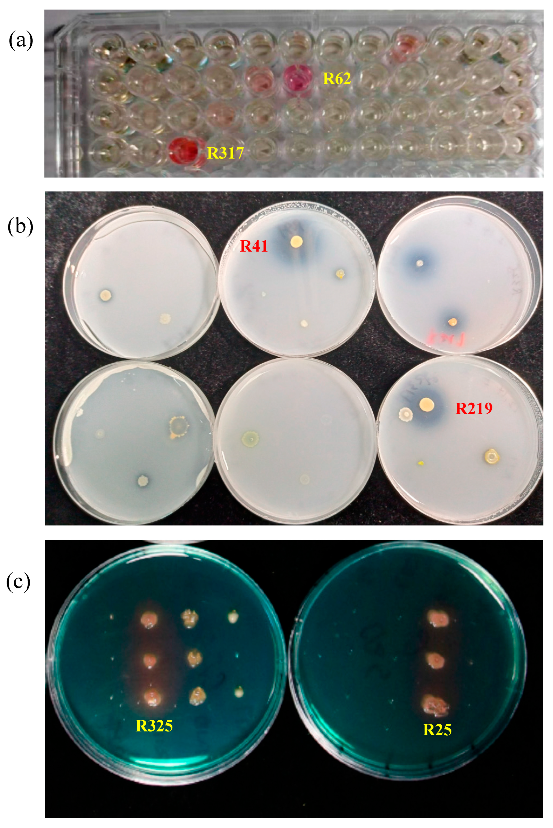 Plants 12 04000 g001