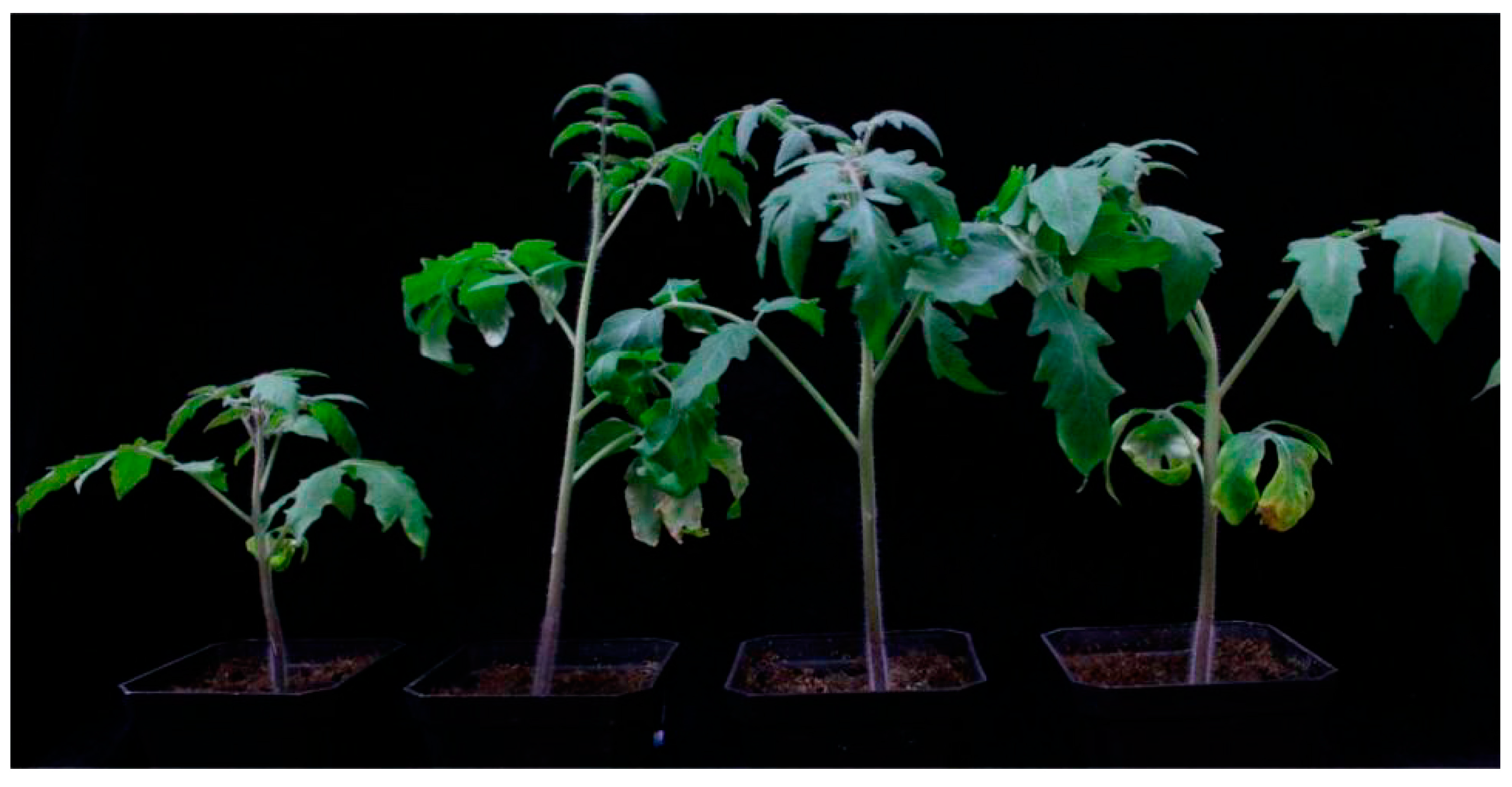 Plants 12 04000 g002