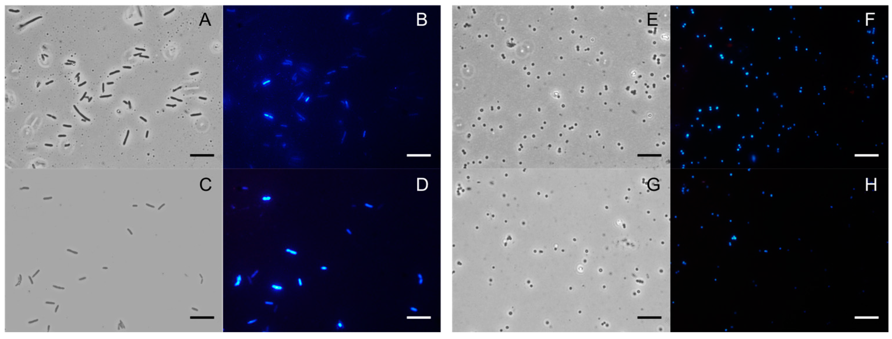 Plants 12 04007 g003