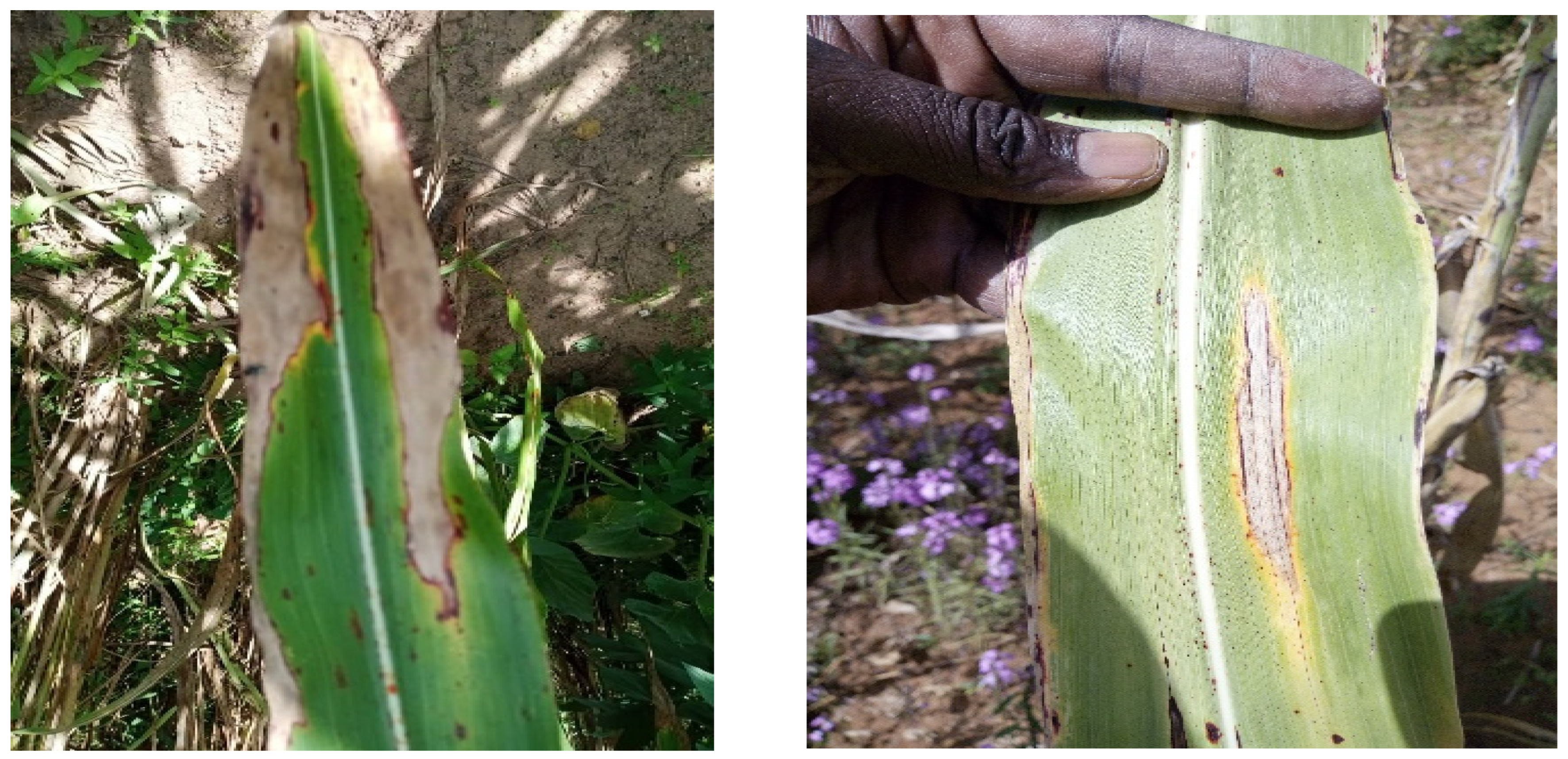 Plants 12 04010 g007