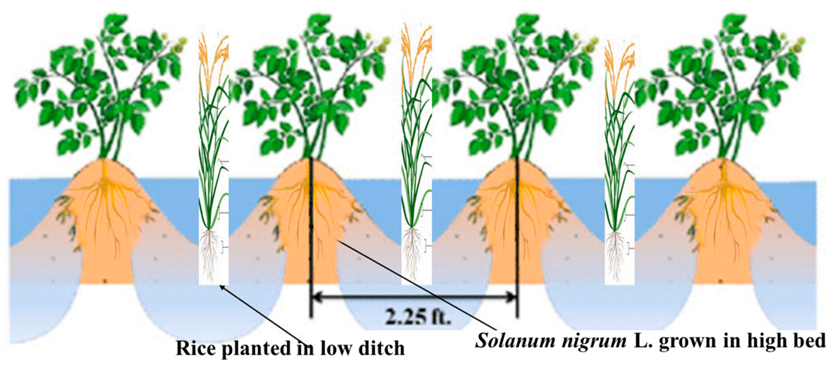 Plants 12 04027 g006