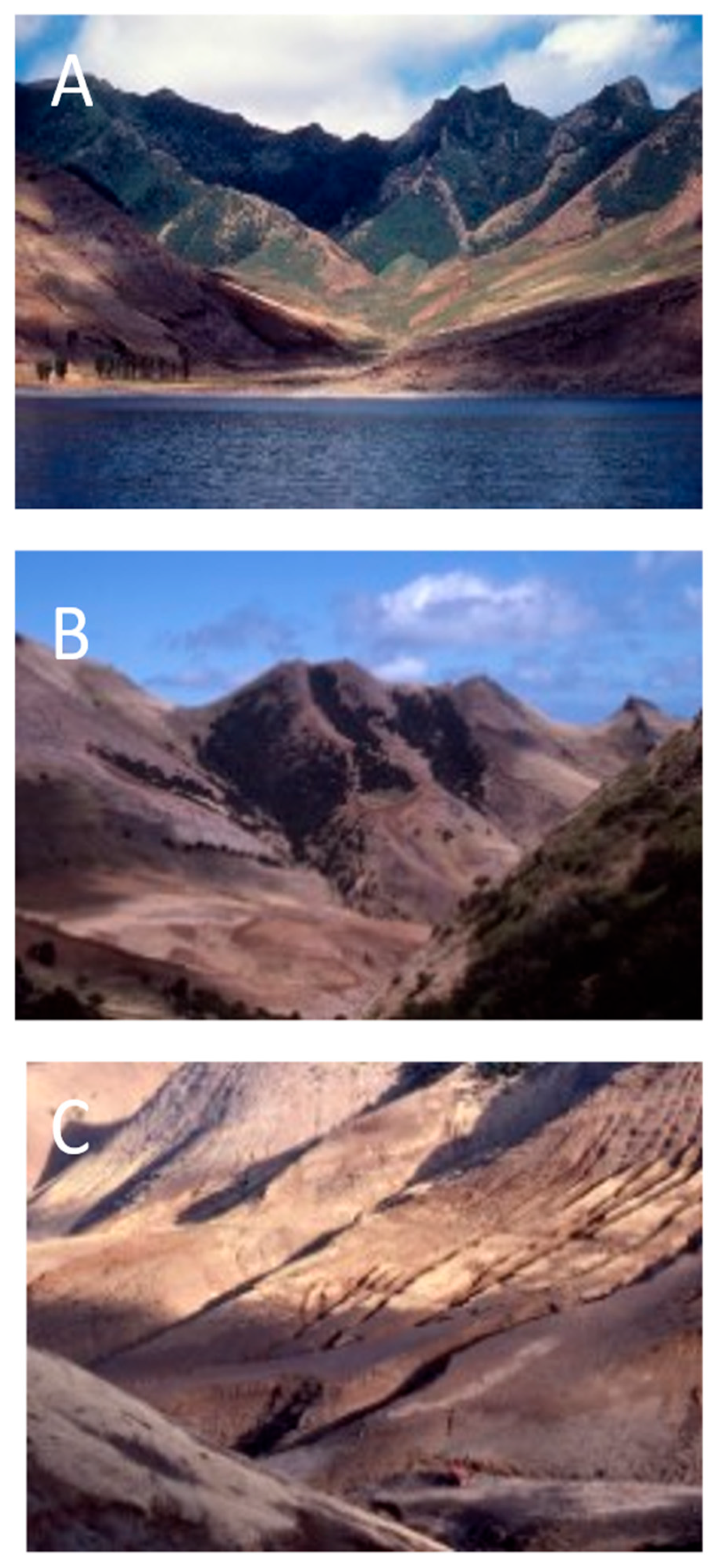 Plants 12 04038 g013 Plants 12 04038 g013