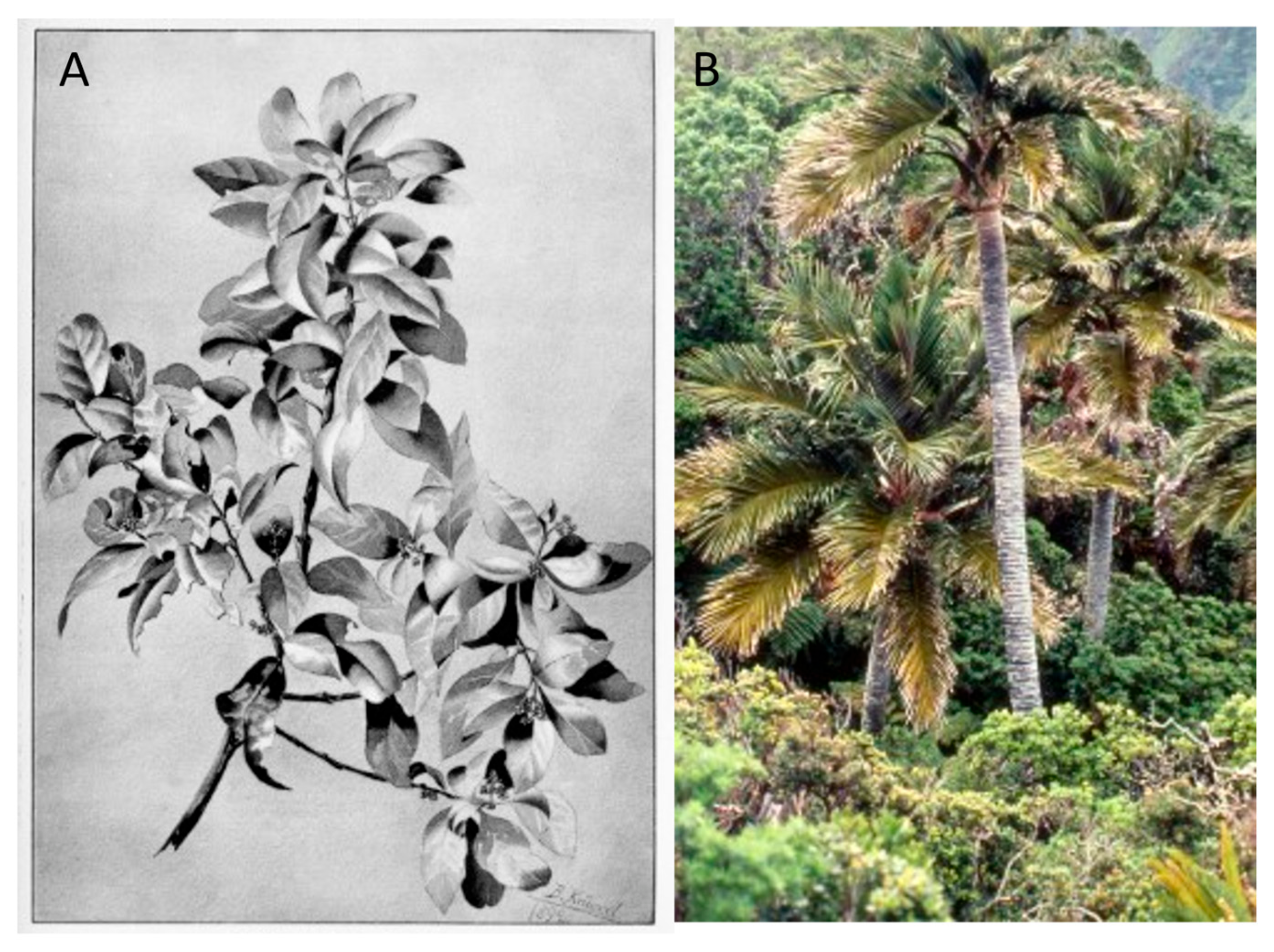 Plants 12 04038 g015 Plants 12 04038 g015