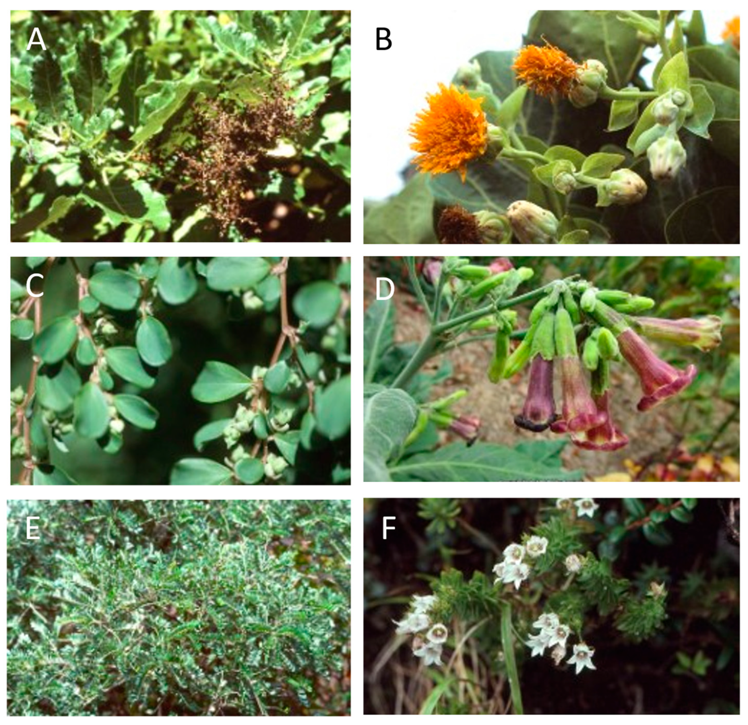 Plants 12 04038 g016 Plants 12 04038 g016