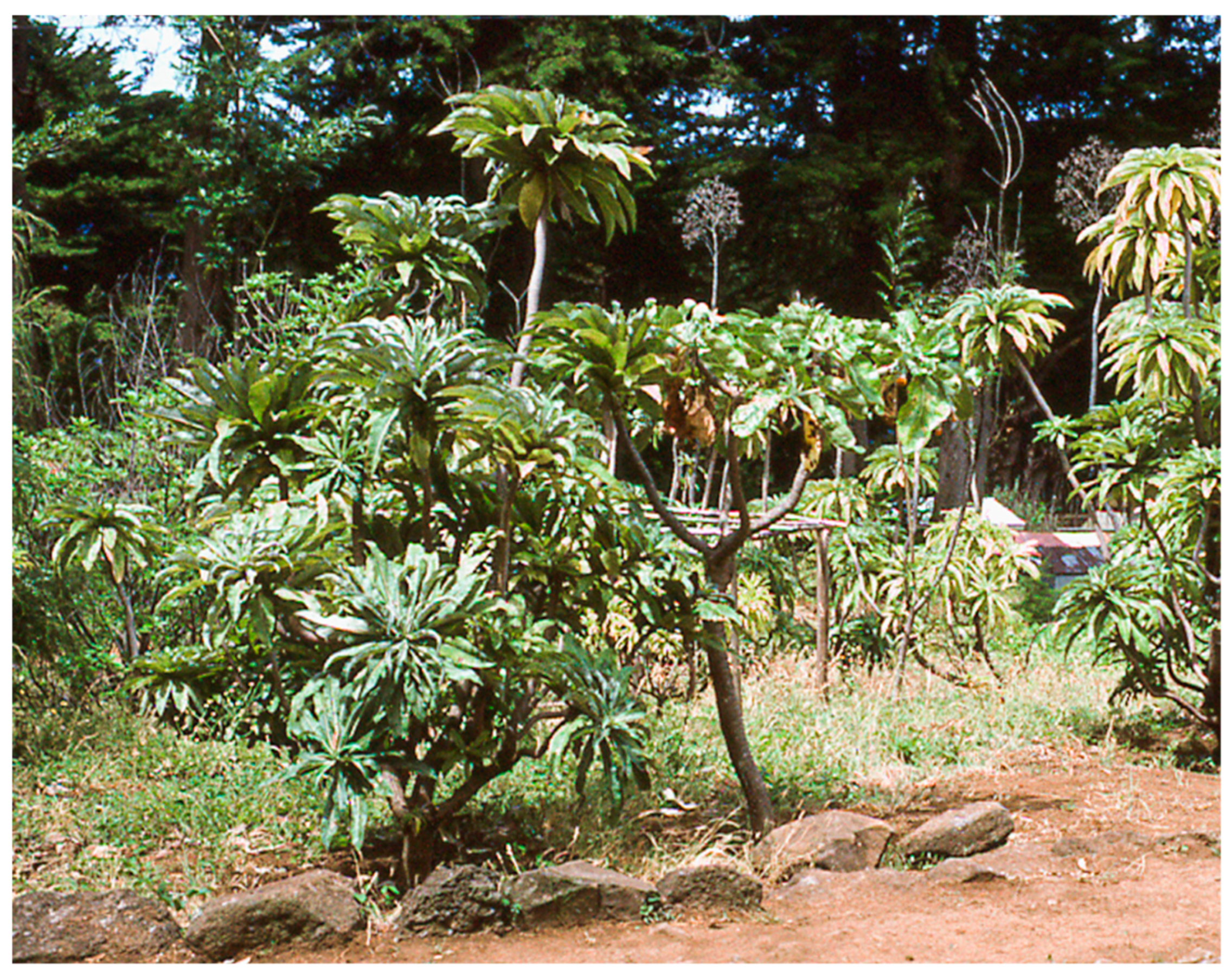 Plants 12 04038 g017 Plants 12 04038 g017