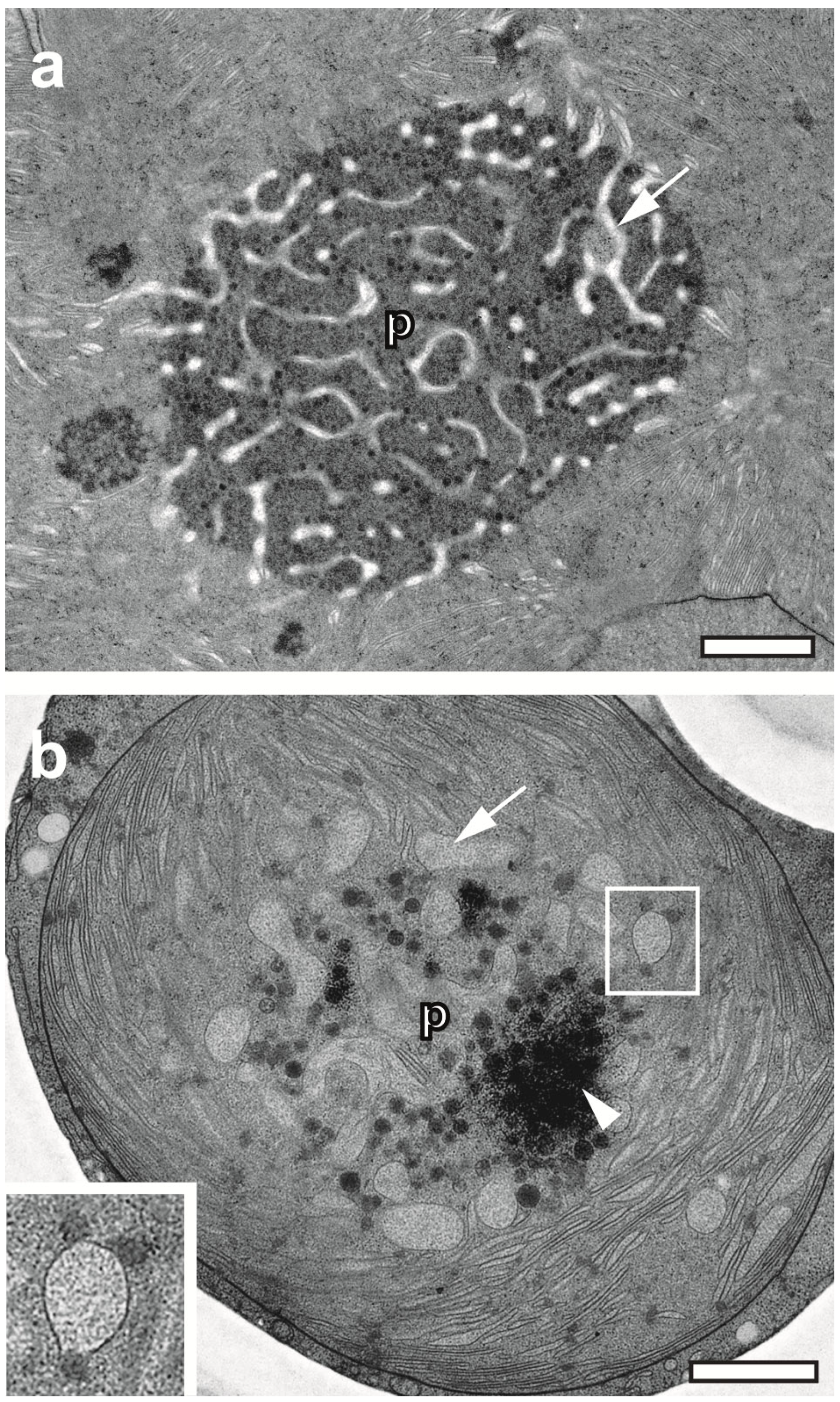 Plants 12 04039 g003