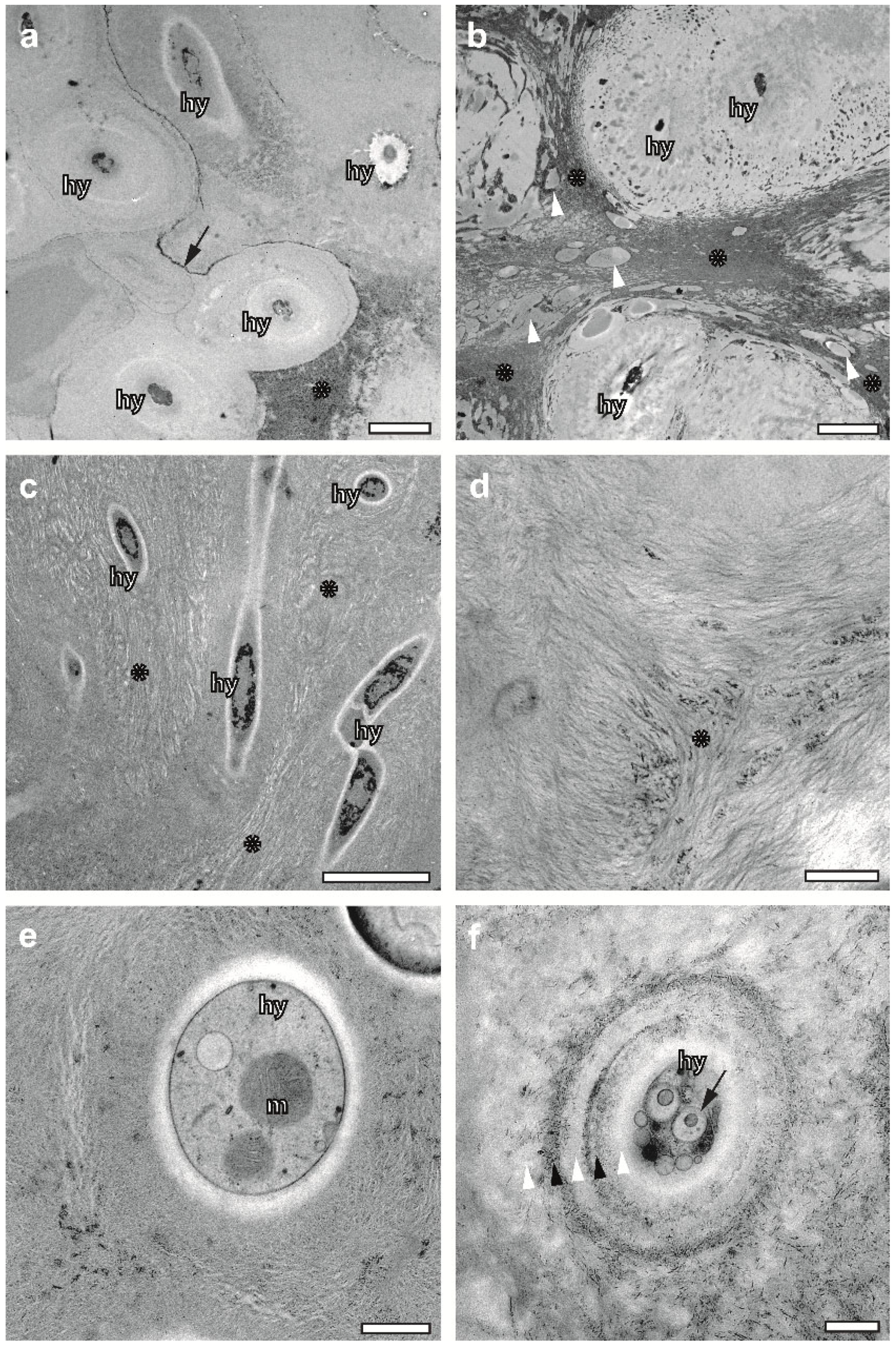 Plants 12 04039 g004
