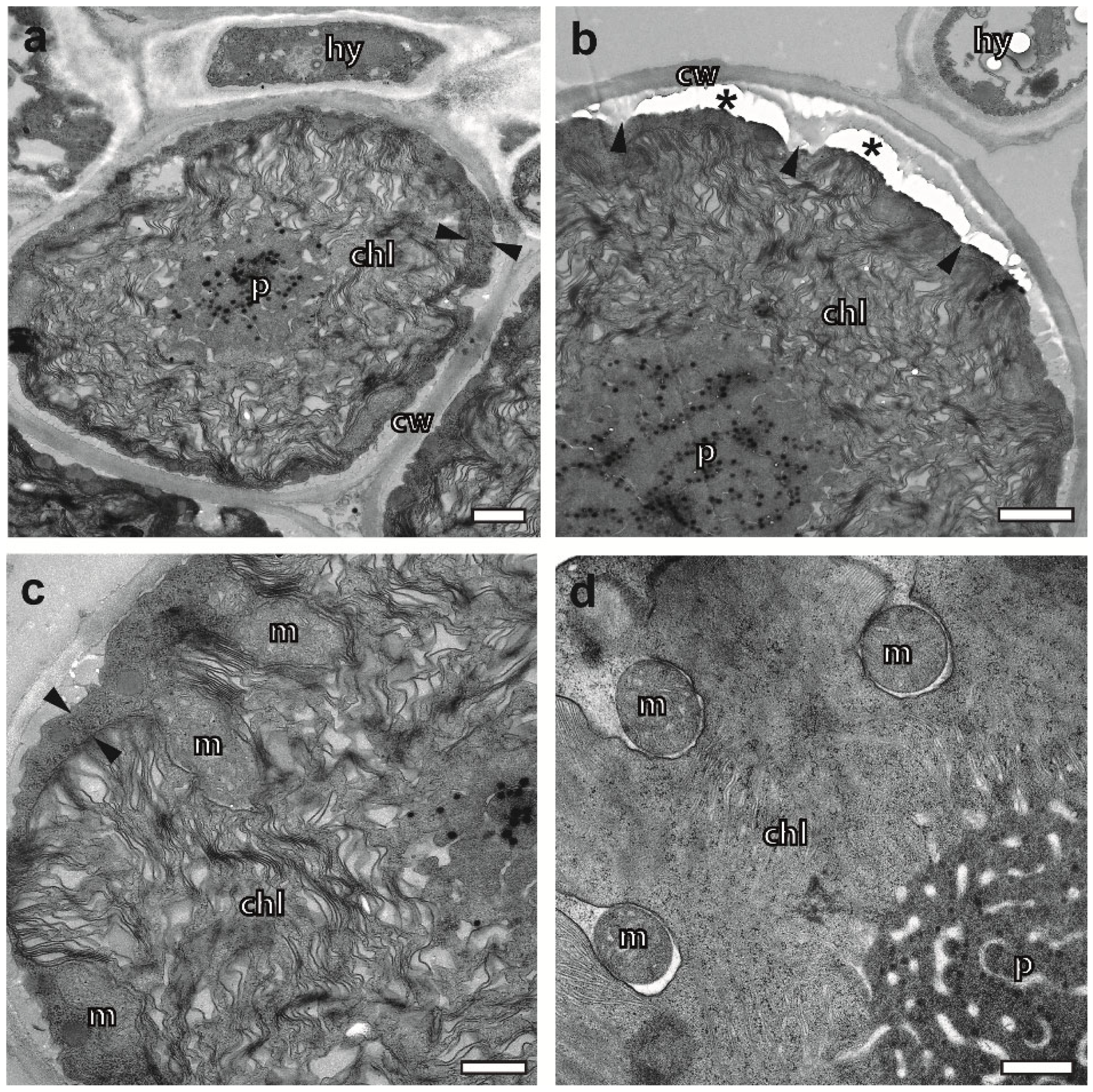 Plants 12 04039 g006