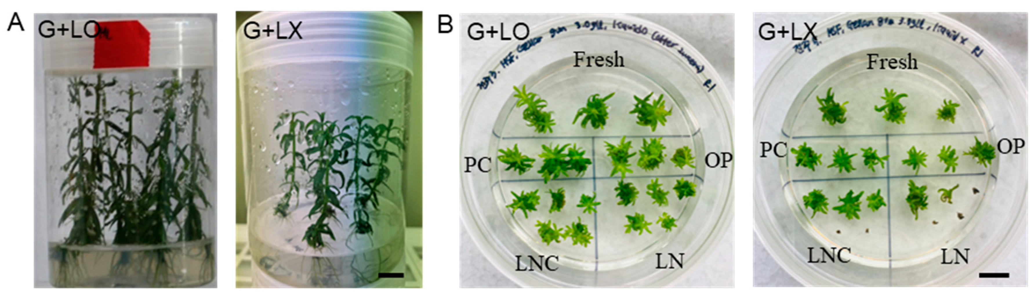 Plants 12 04040 g001 Plants 12 04040 g001