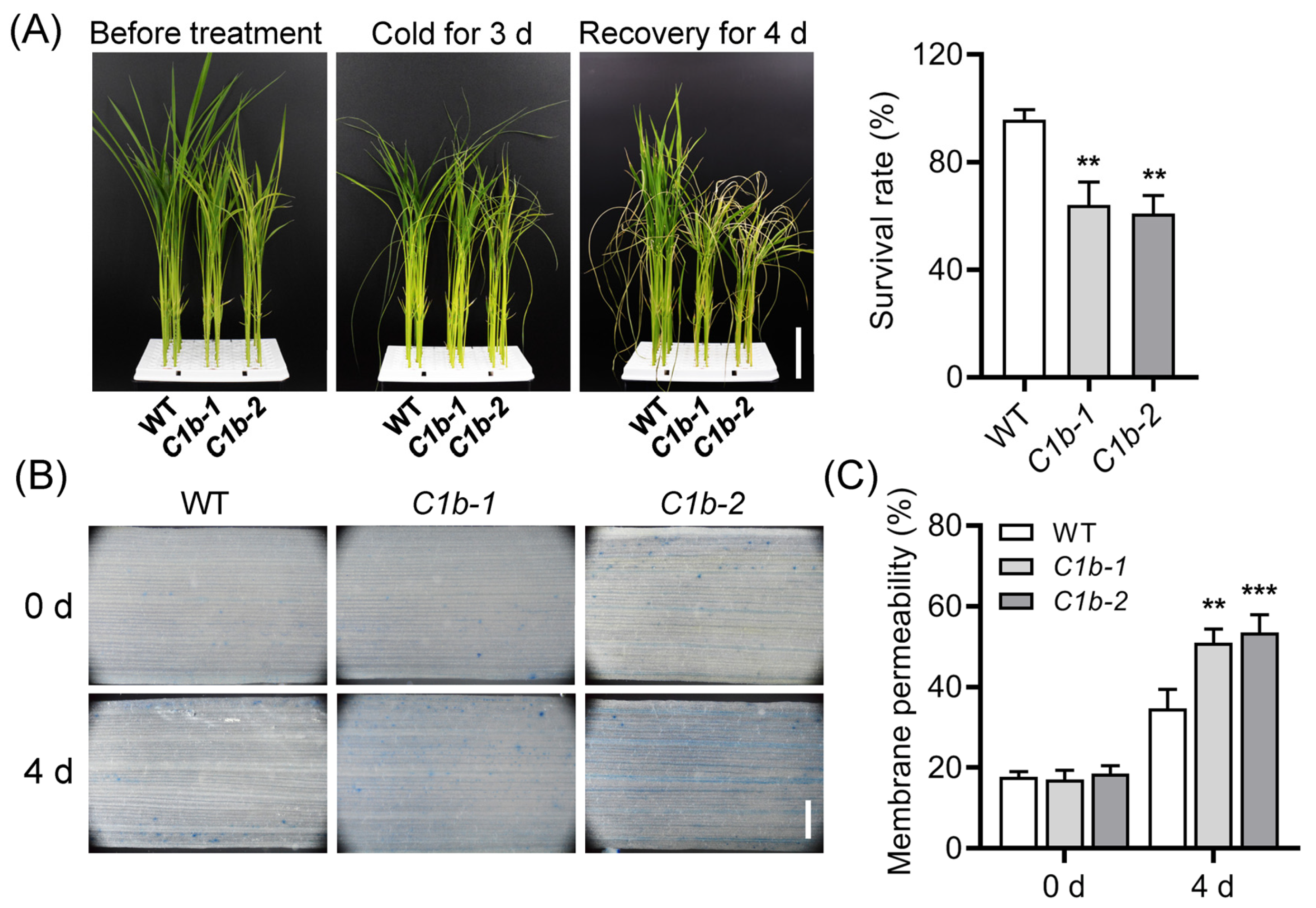 Plants 12 04058 g003
