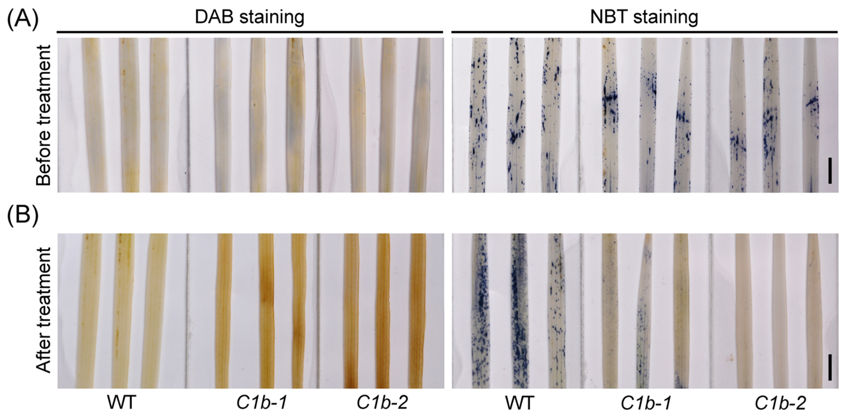 Plants 12 04058 g004