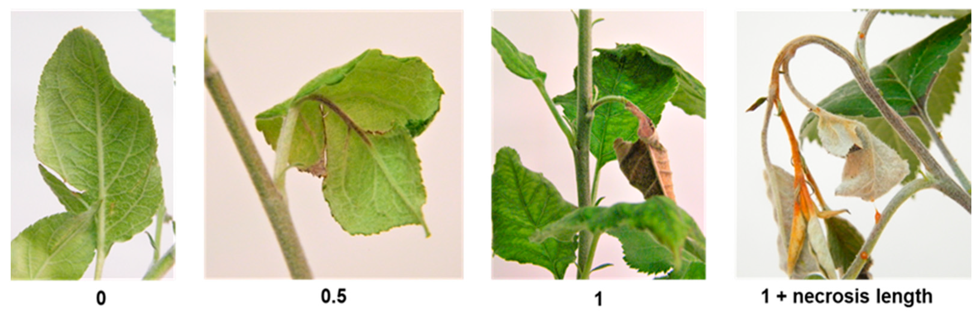 Plants 12 04068 g005 Plants 12 04068 g005