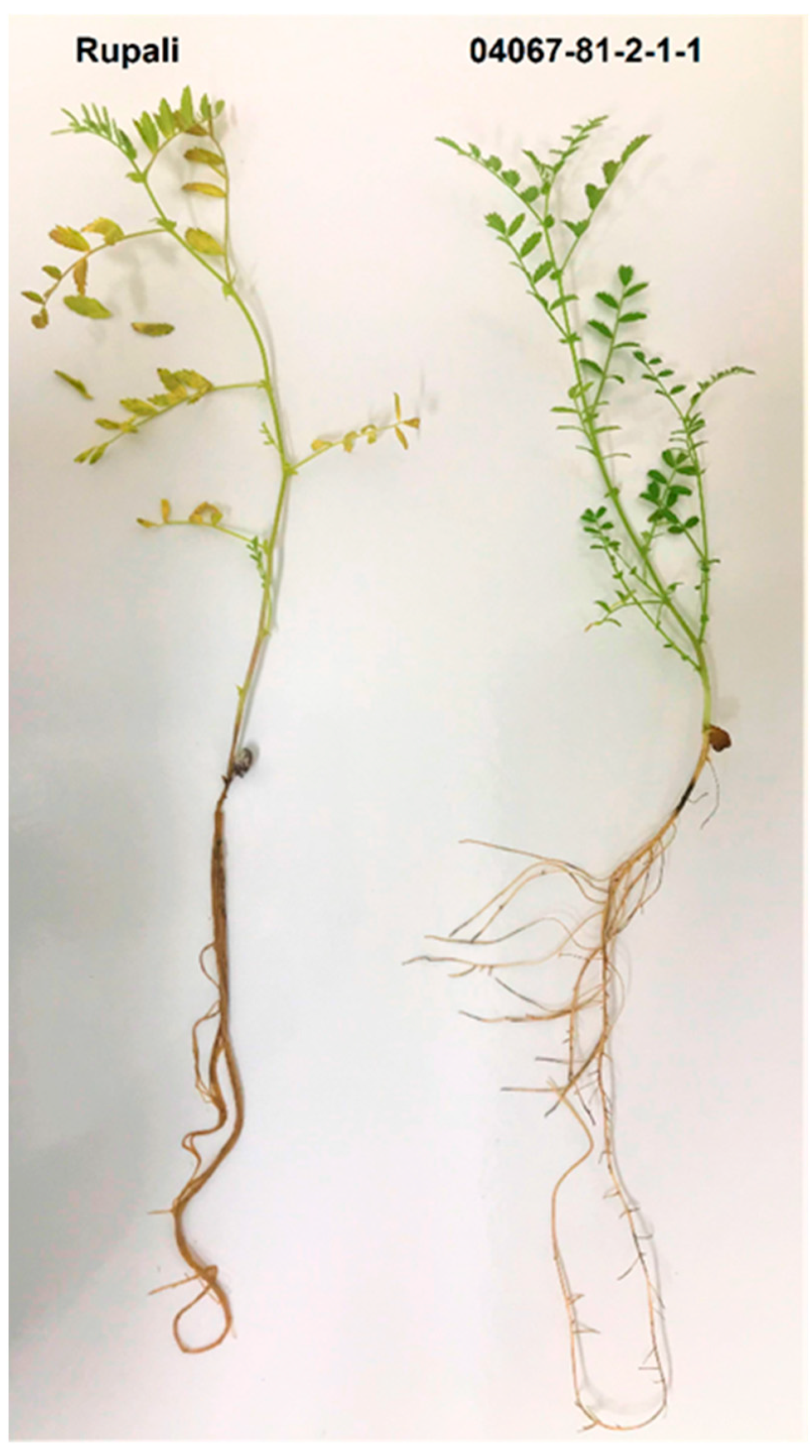 Plants 12 04069 g001