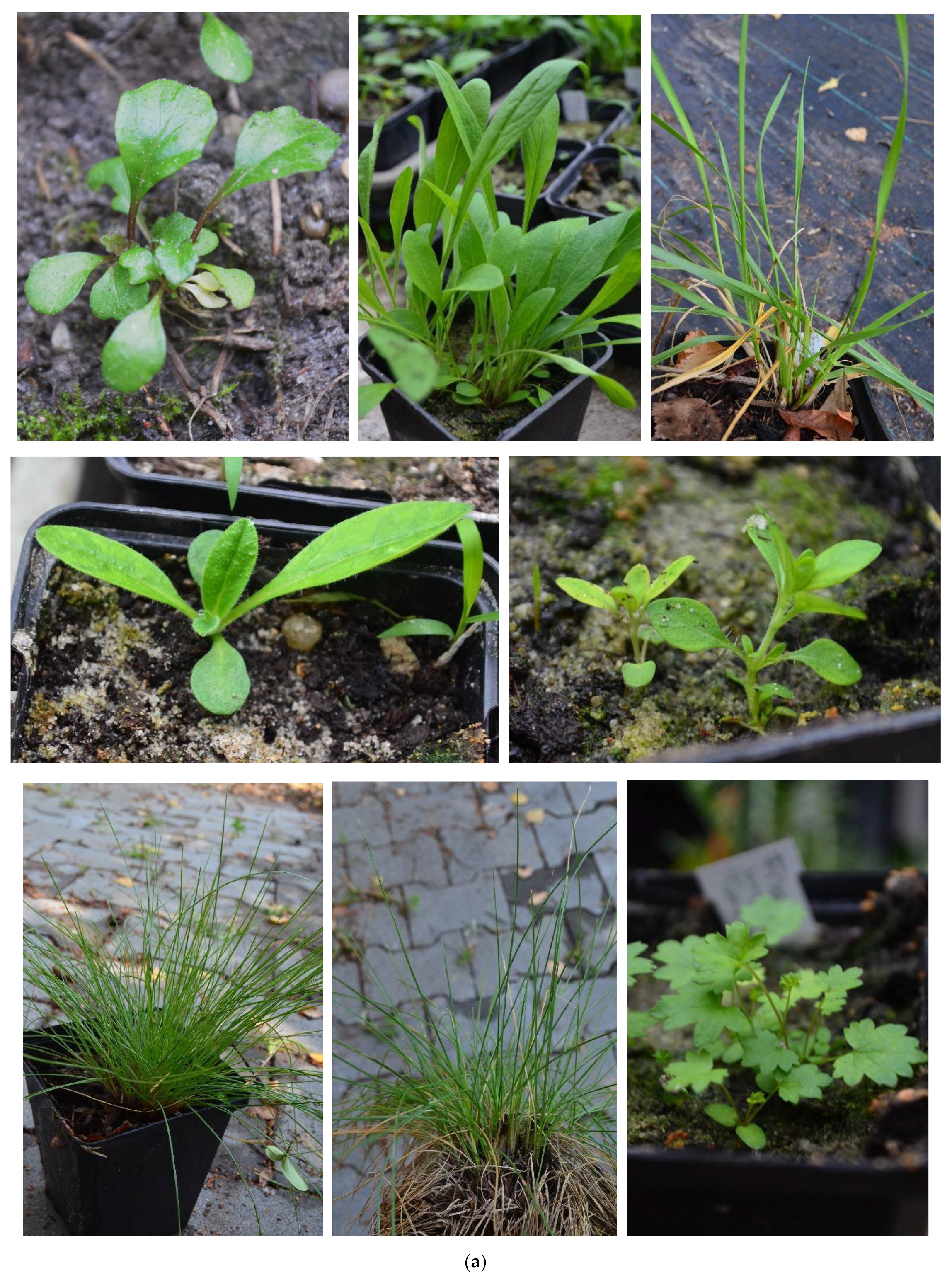 Plants 12 04088 g001a