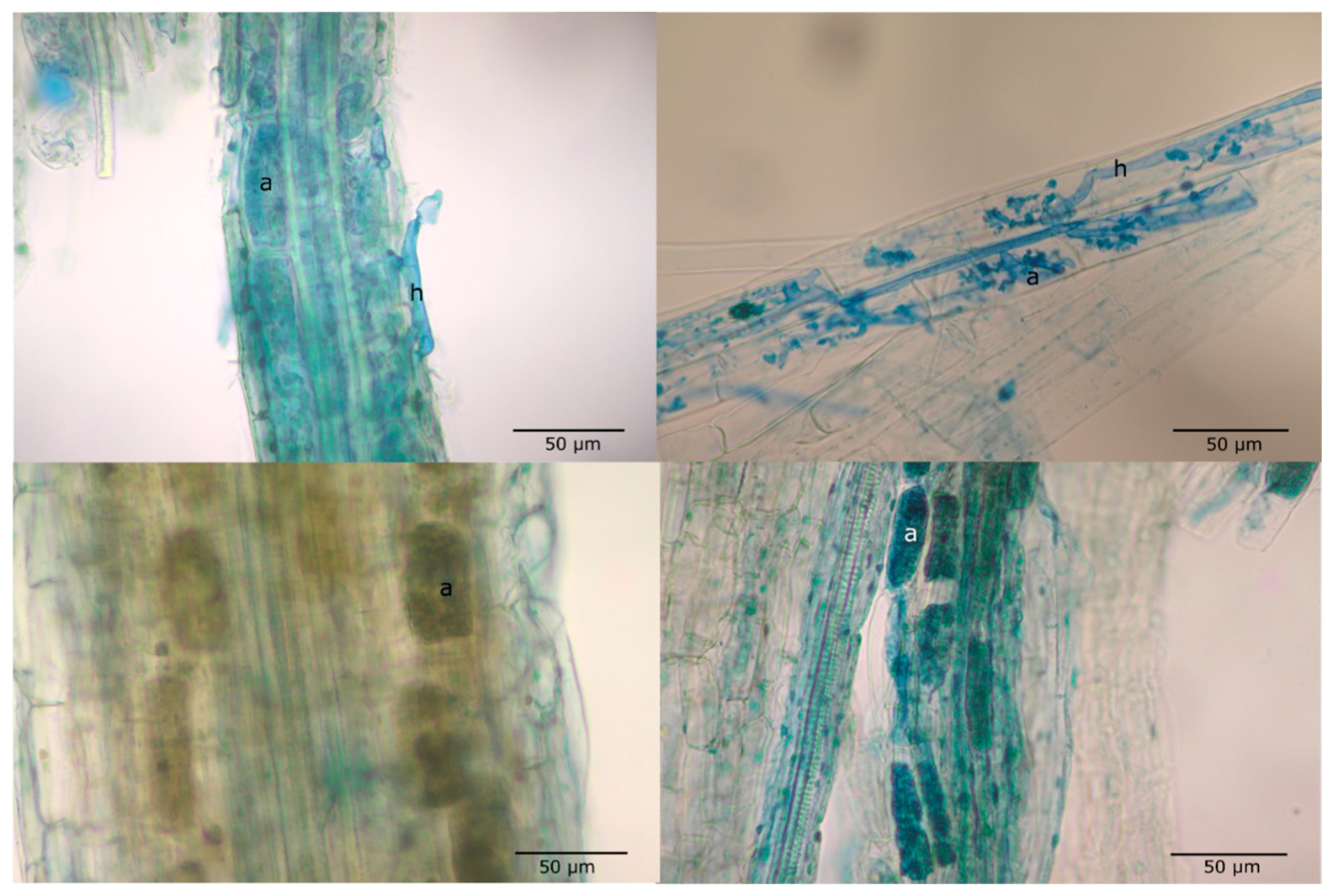 Plants 12 04088 g005