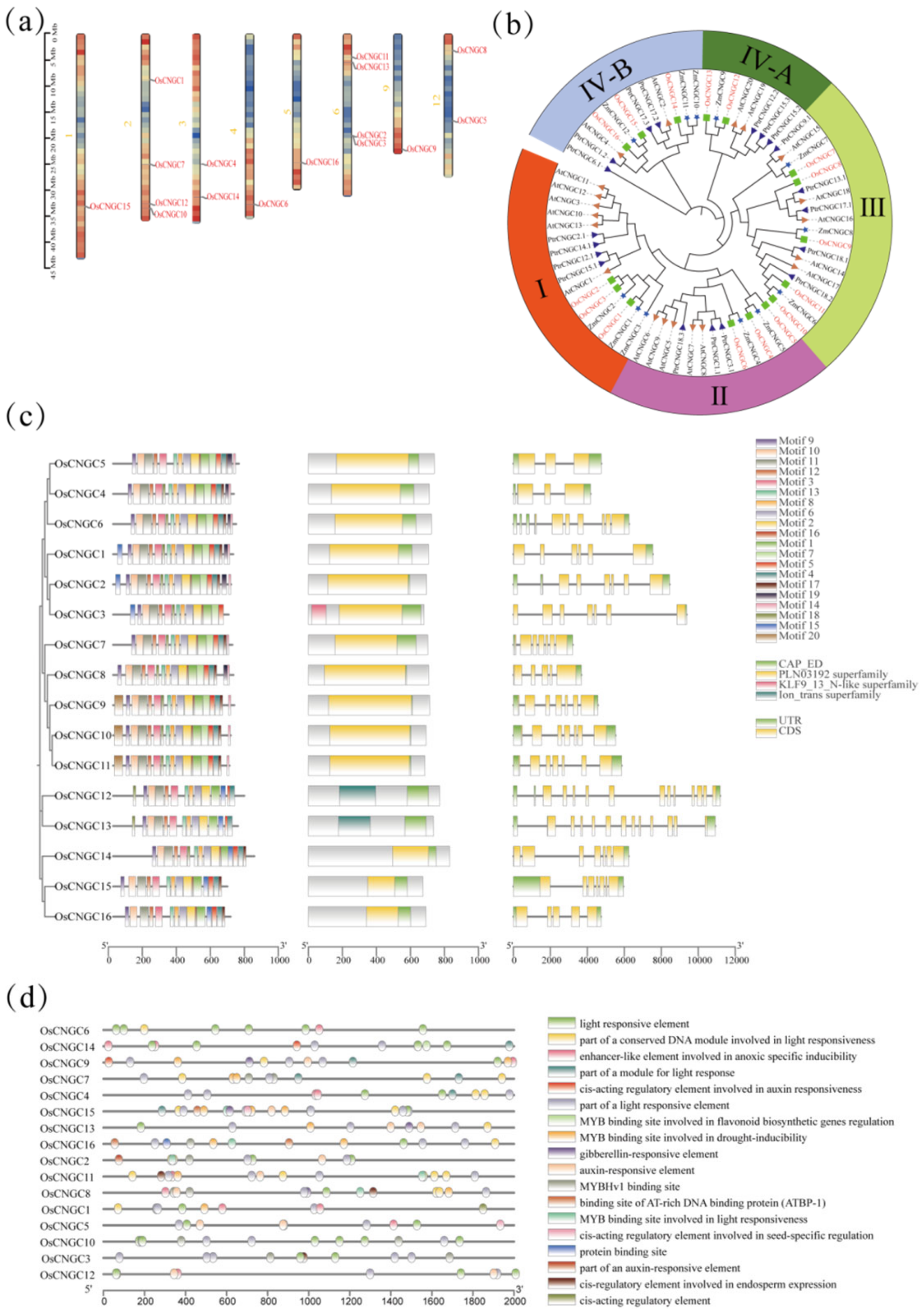 Plants 12 04089 g001