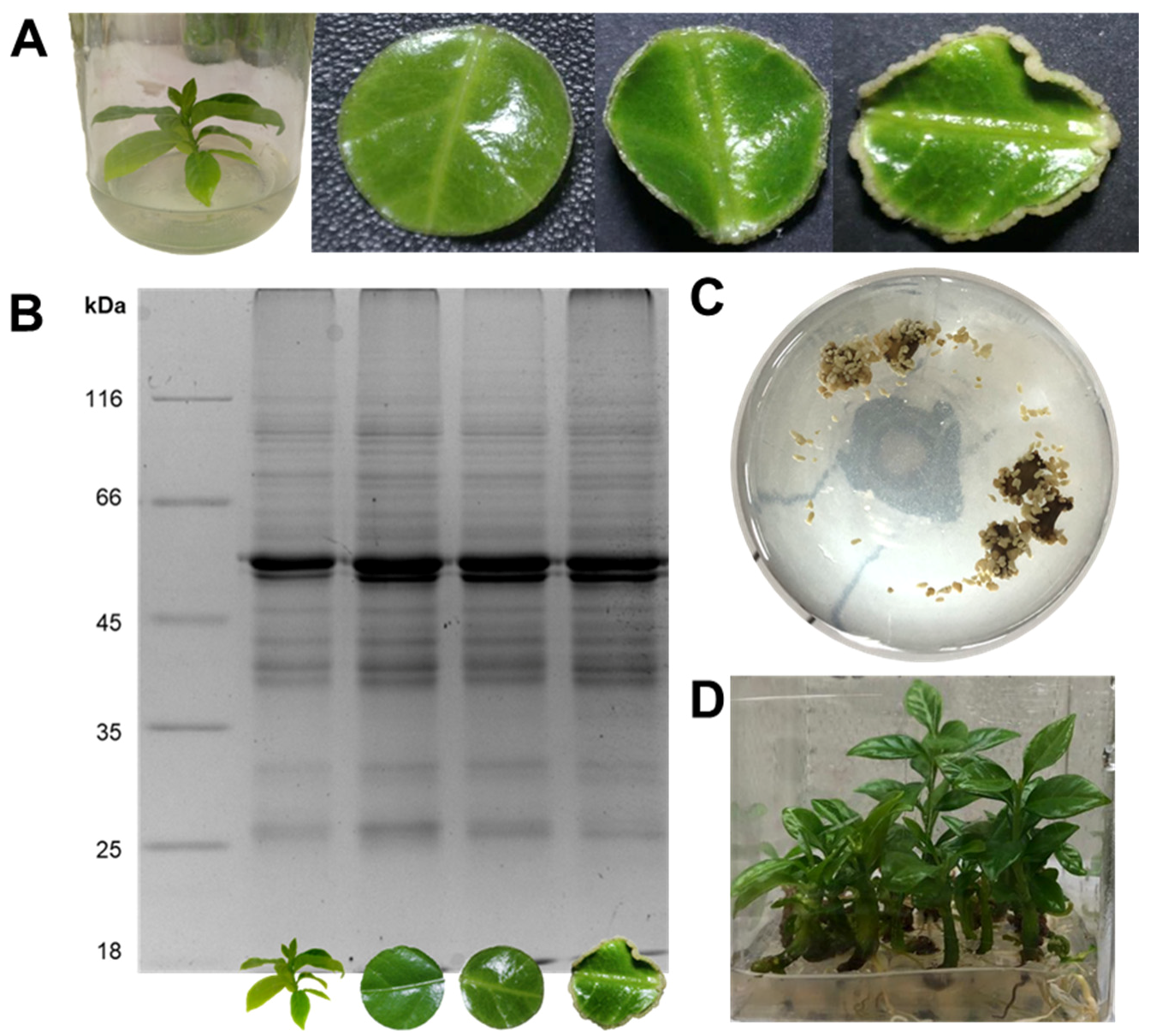 Plants 12 04095 g001