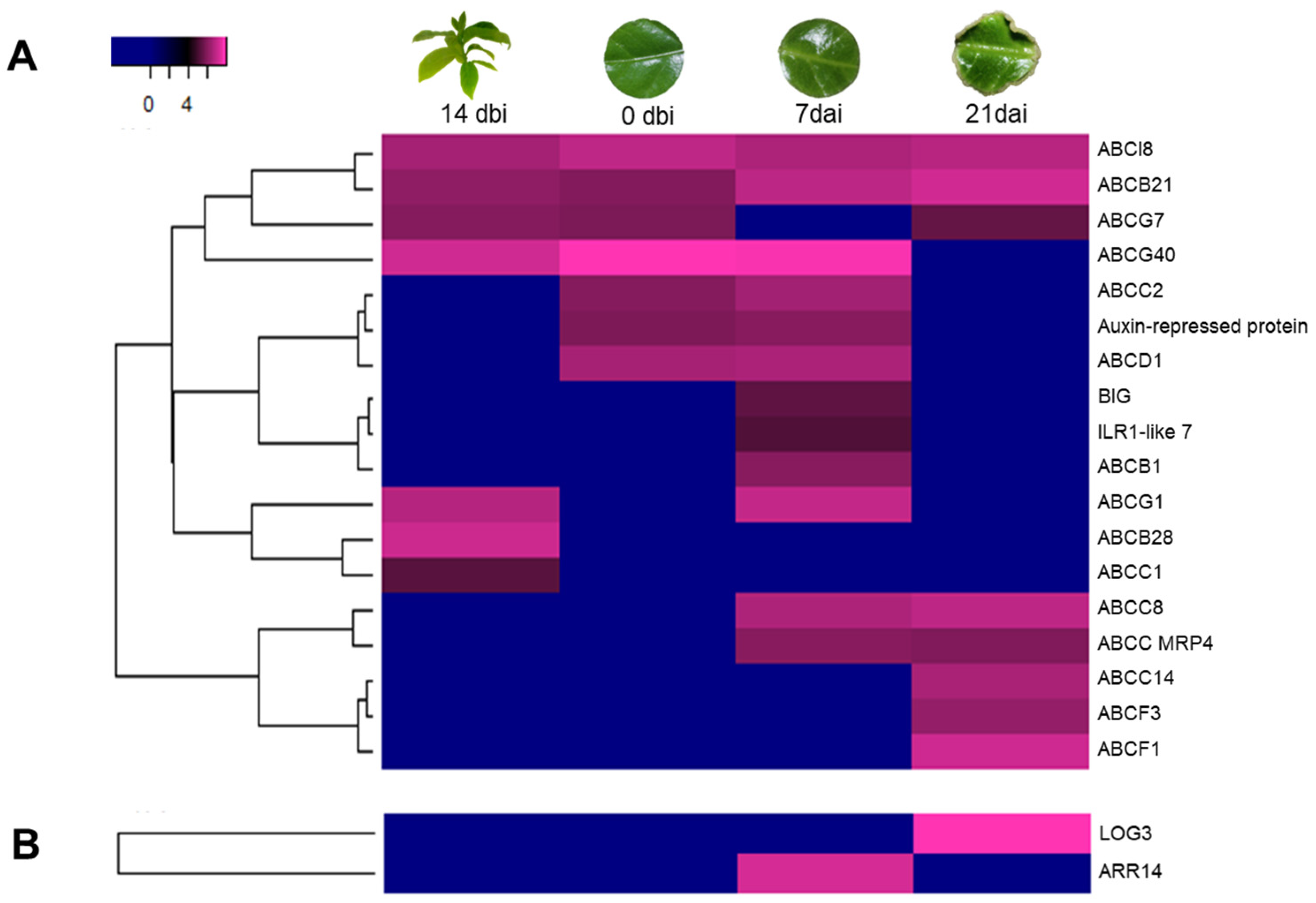 Plants 12 04095 g007