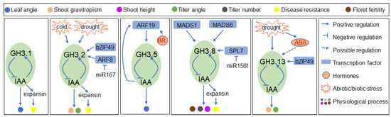 The Roles of GRETCHEN HAGEN3 (GH3)-Dependent Auxin Conjugation in the ...