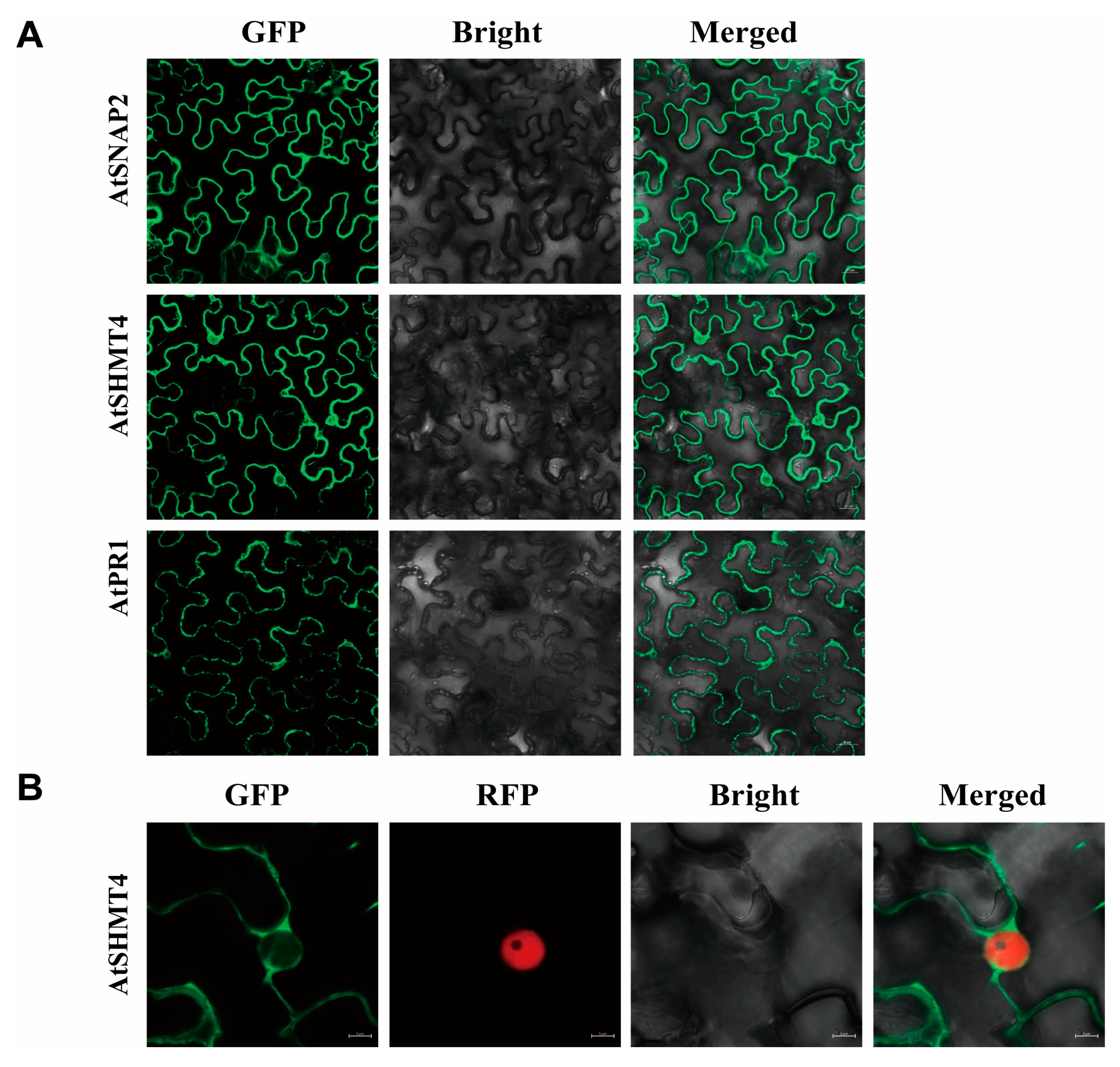 Plants 12 04118 g004