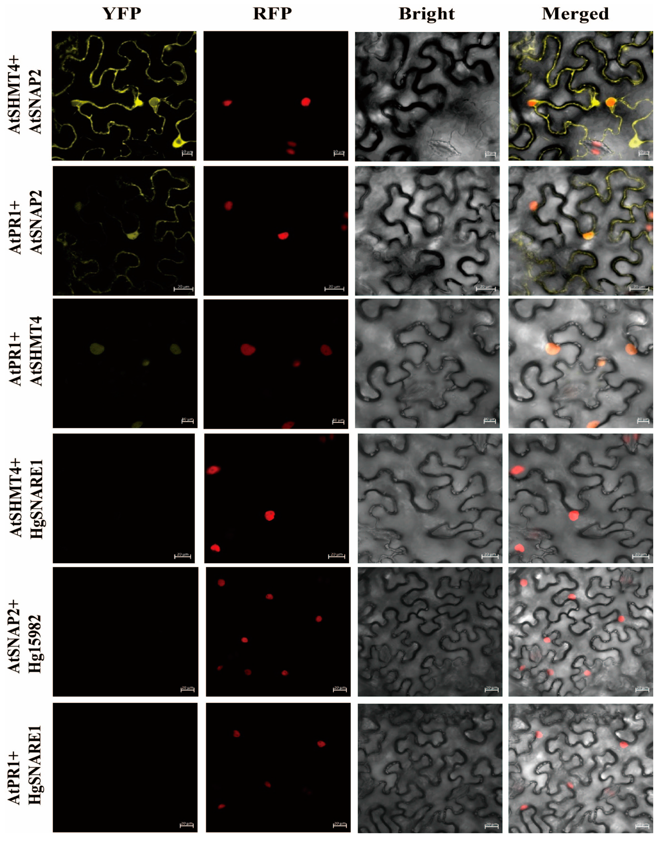 Plants 12 04118 g005