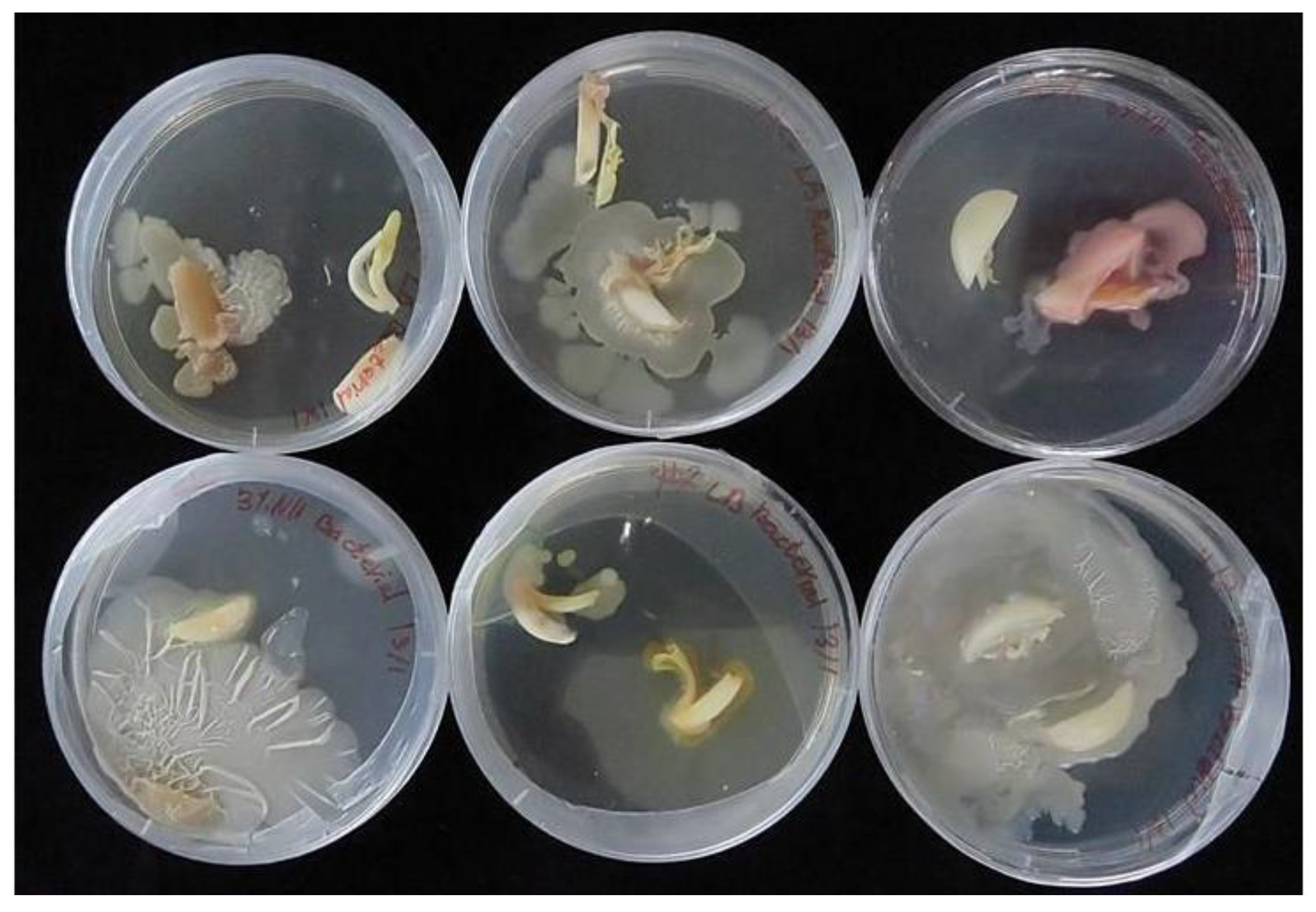 Plants 12 04125 g005 Plants 12 04125 g005