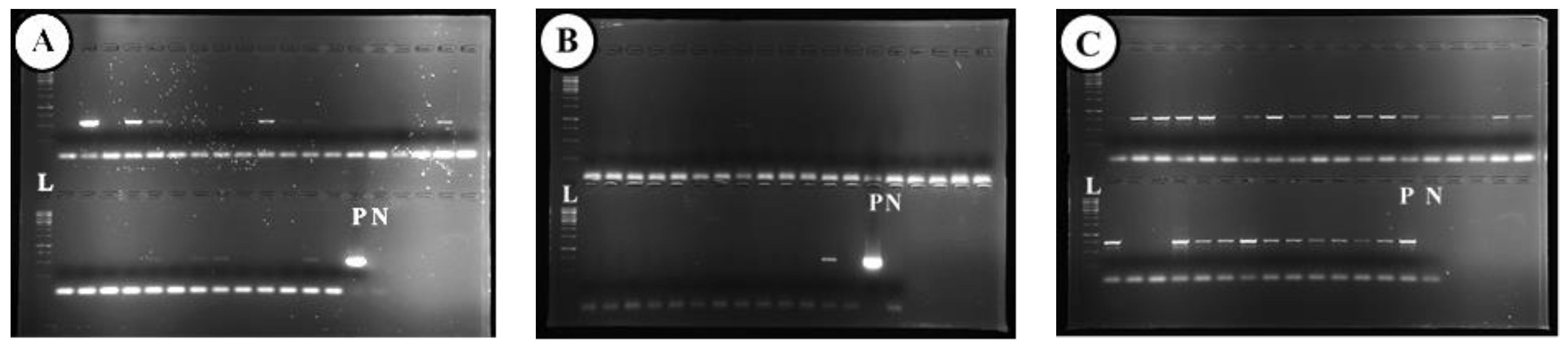 Plants 12 04125 g007 Plants 12 04125 g007