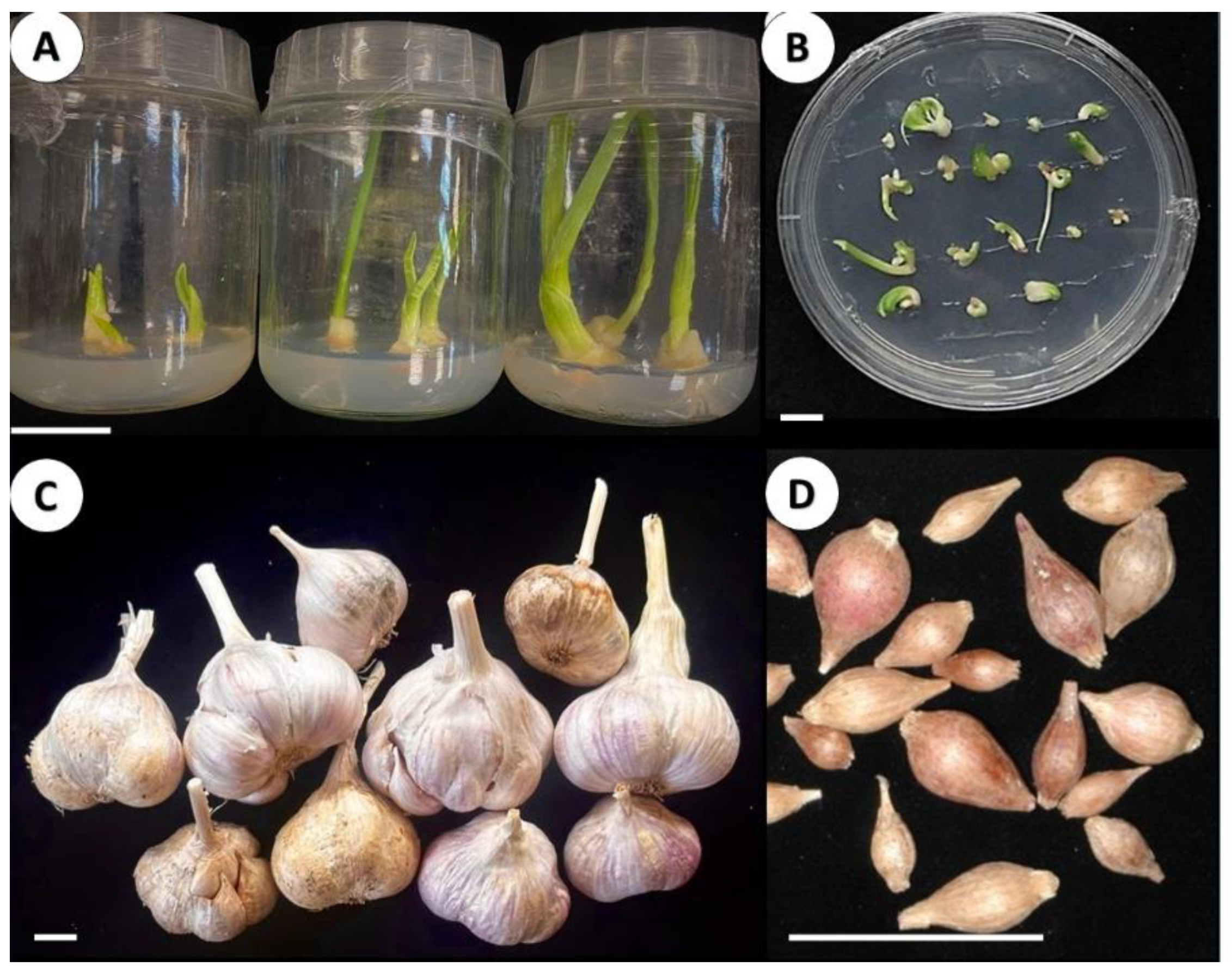 Plants 12 04125 g008 Plants 12 04125 g008