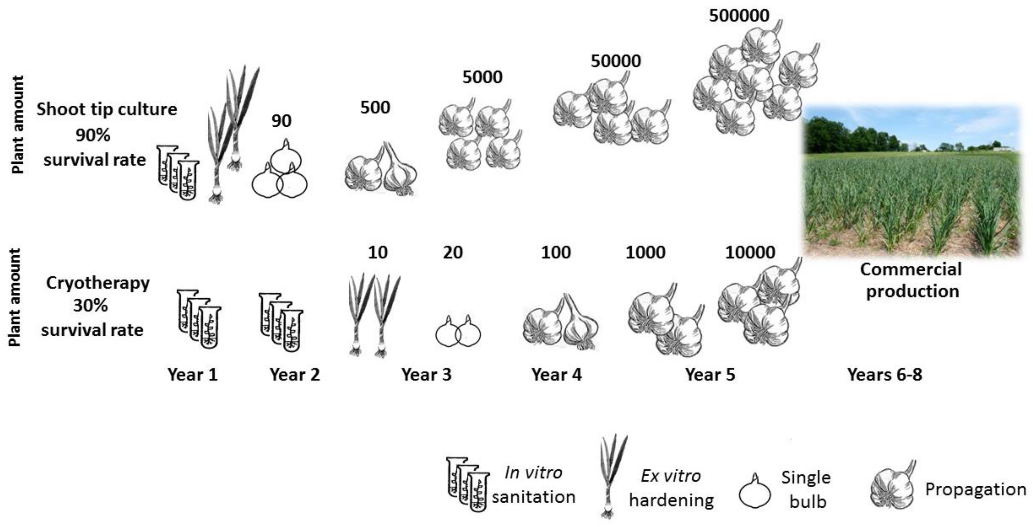 Plants 12 04125 g010 Plants 12 04125 g010