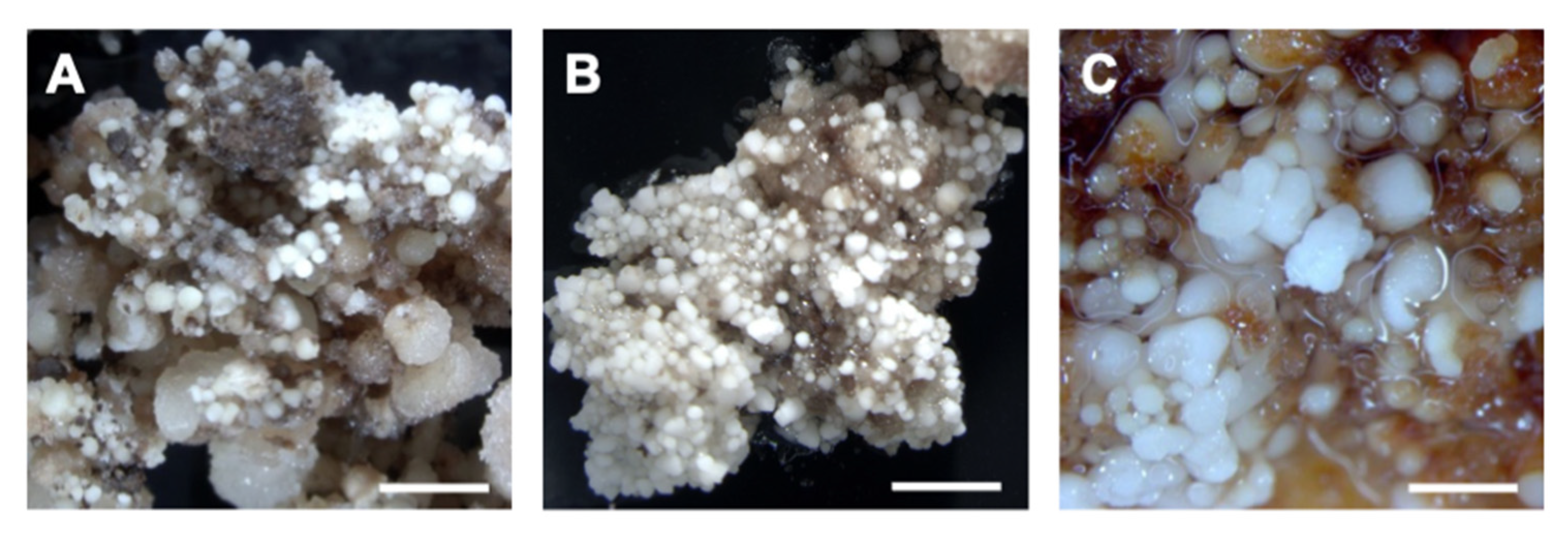 Plants 12 04126 g005 Plants 12 04126 g005