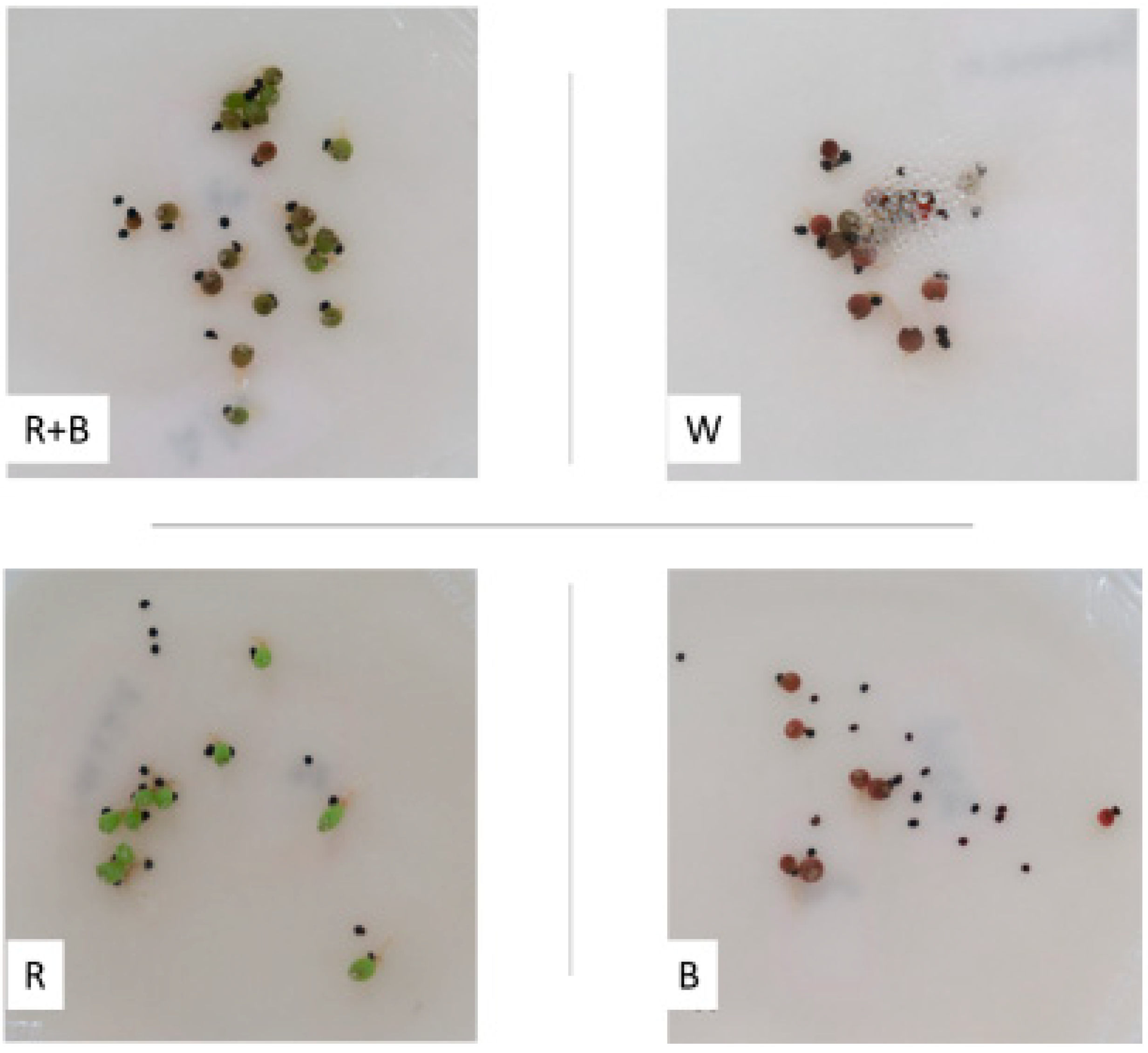 Plants 12 04127 g002 Plants 12 04127 g002