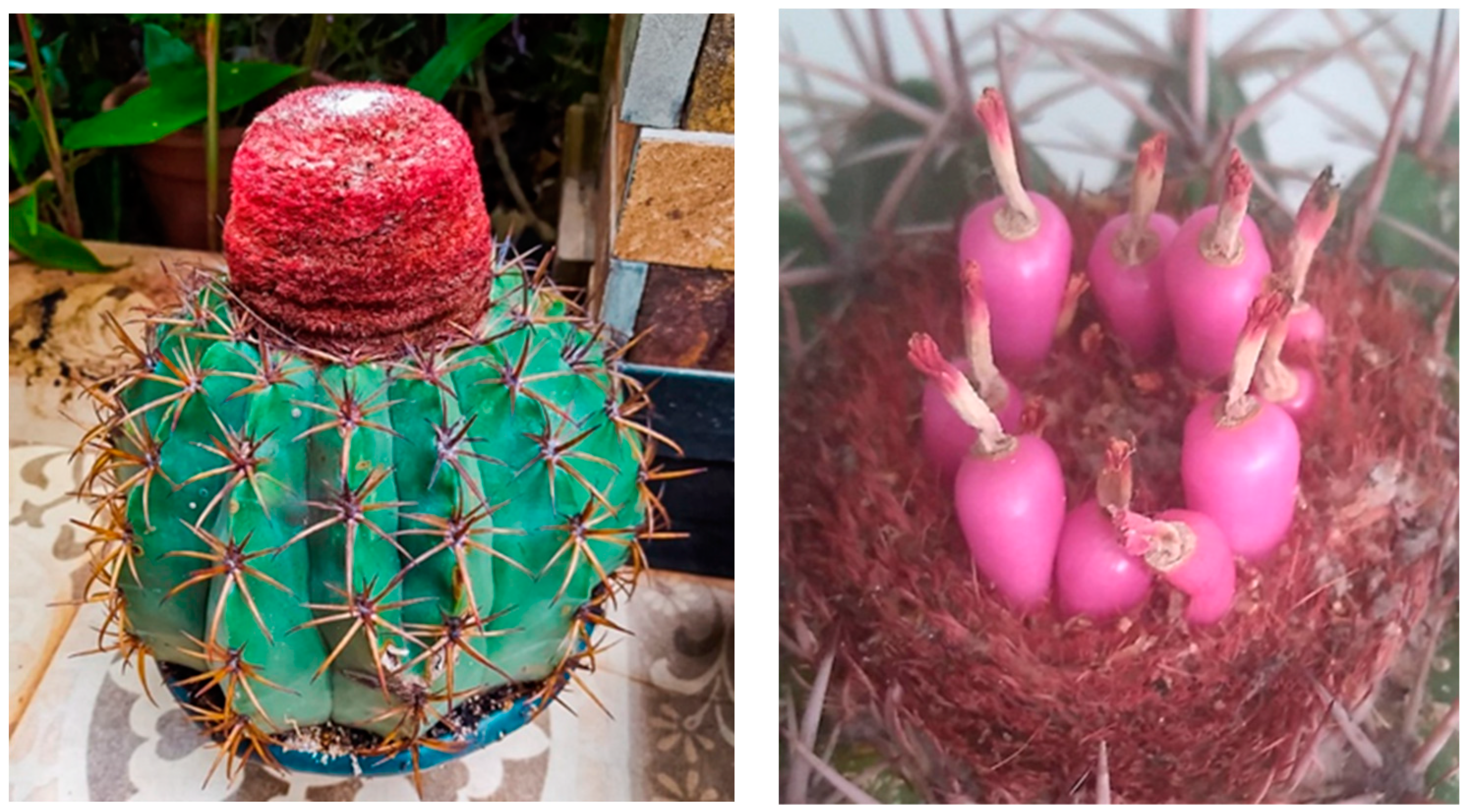 Plants 12 04127 g006 Plants 12 04127 g006