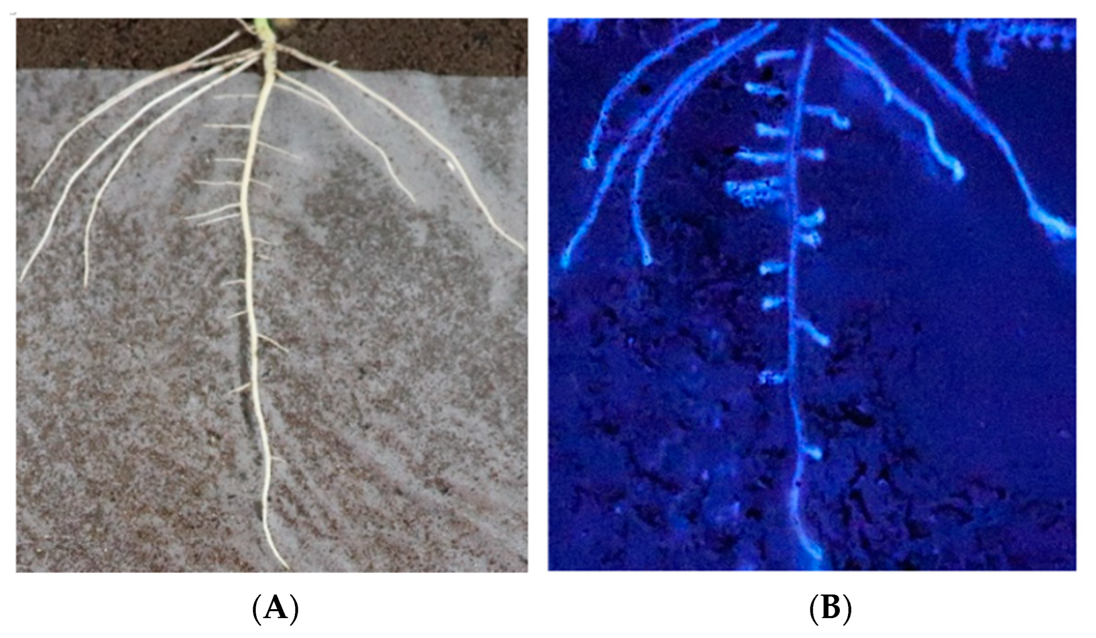 Plants 12 04135 g001